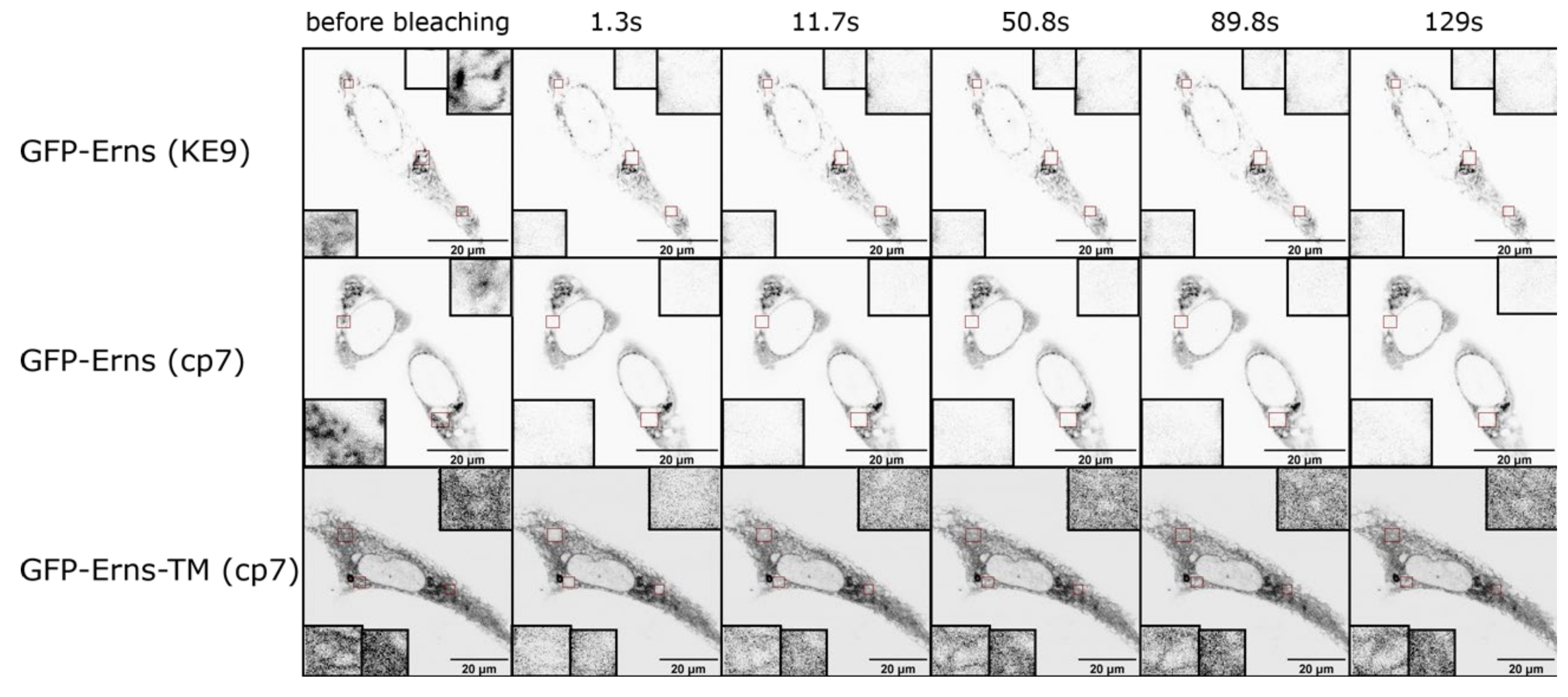 Viruses 13 01203 g005 Viruses 13 01203 g005