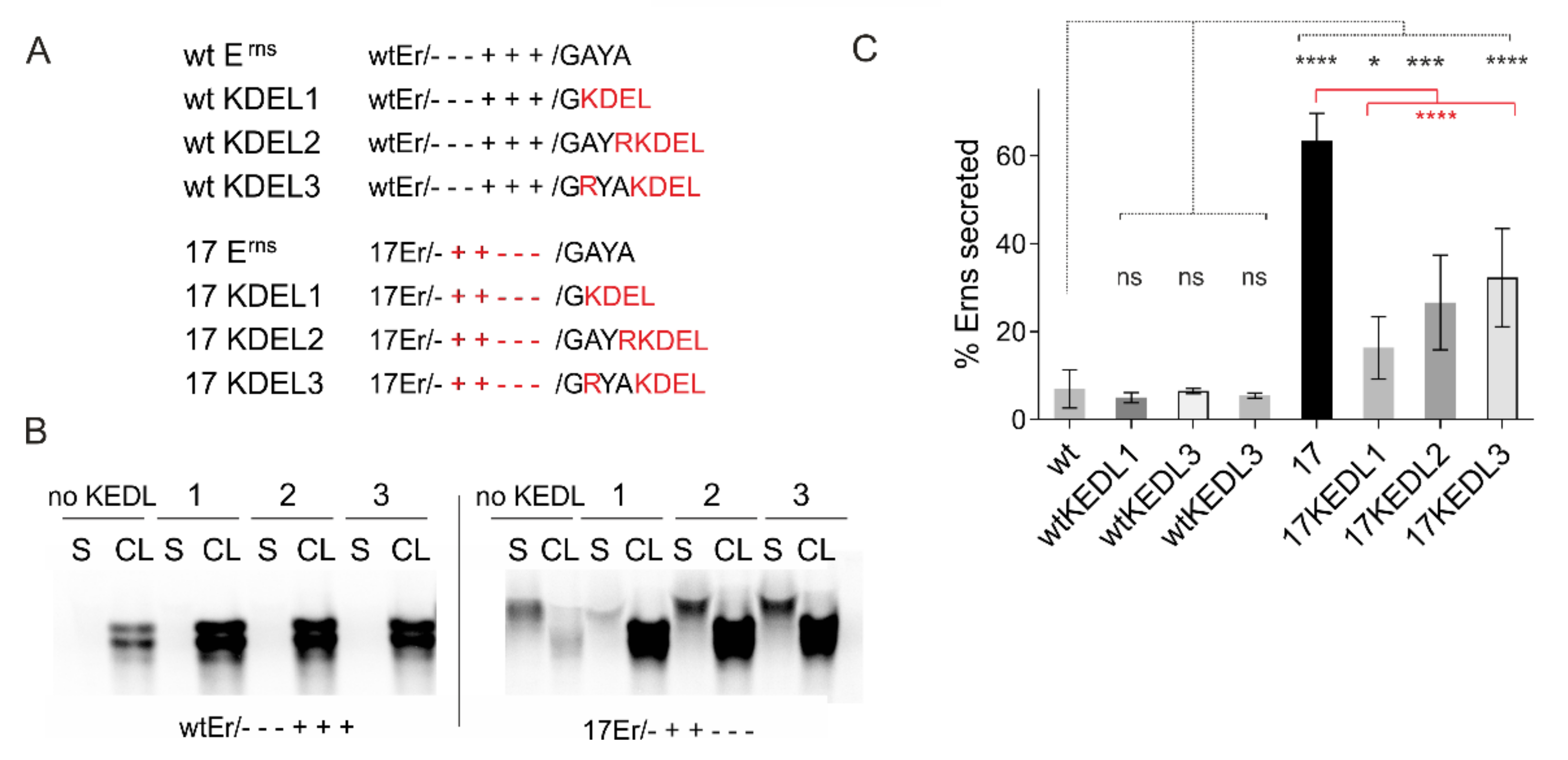 Viruses 13 01203 g008 Viruses 13 01203 g008