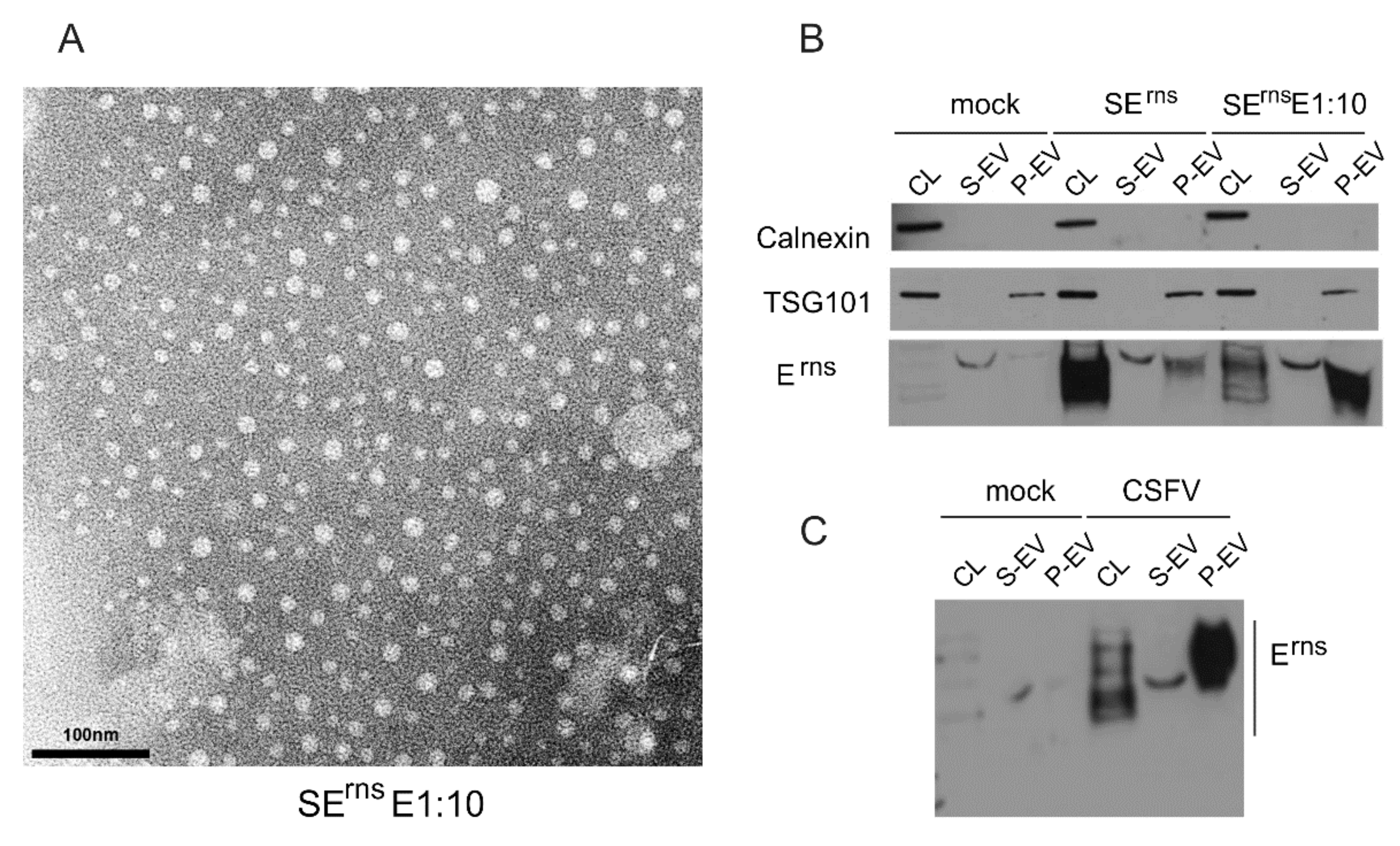 Viruses 13 01203 g010 Viruses 13 01203 g010