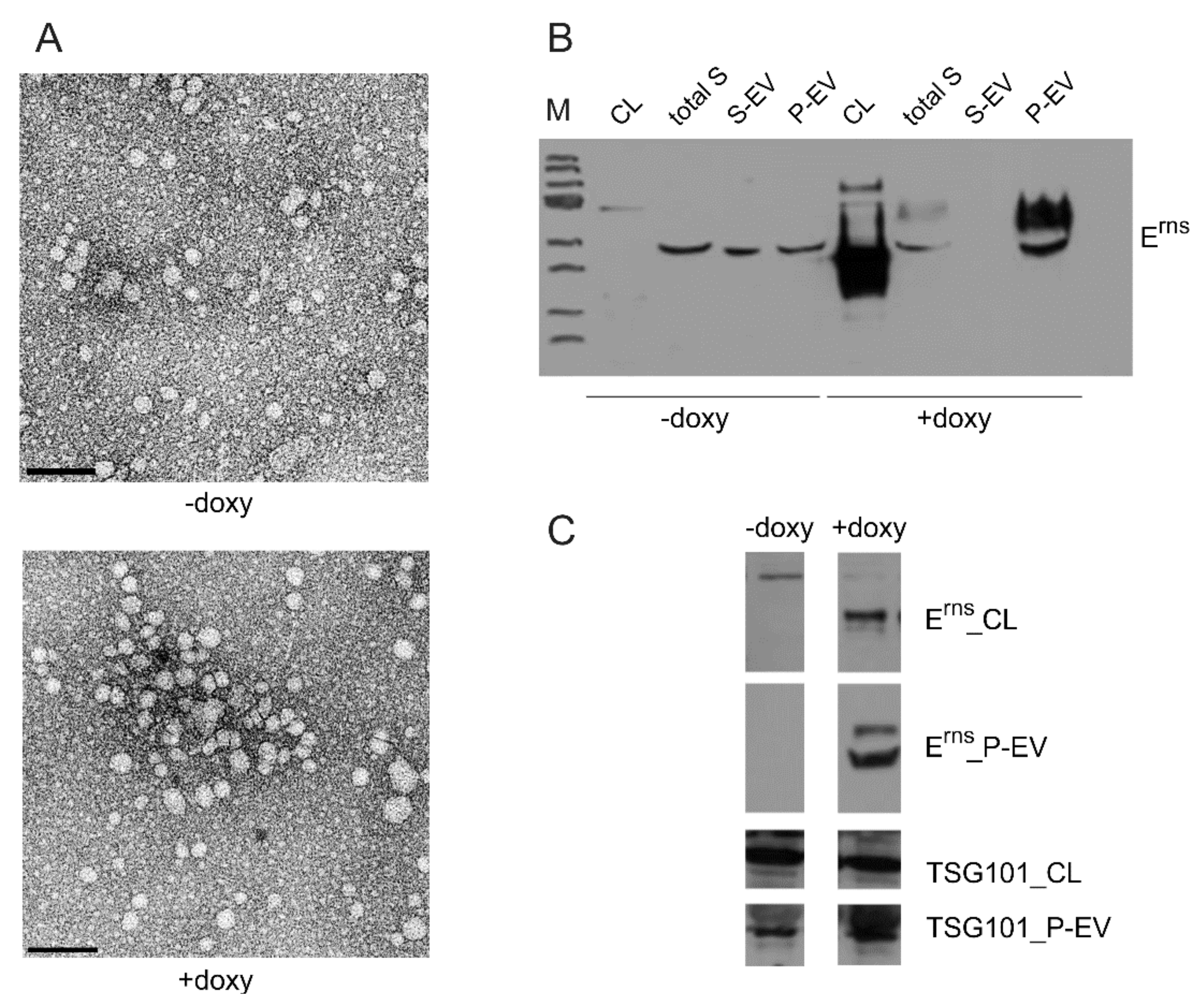 Viruses 13 01203 g011 Viruses 13 01203 g011