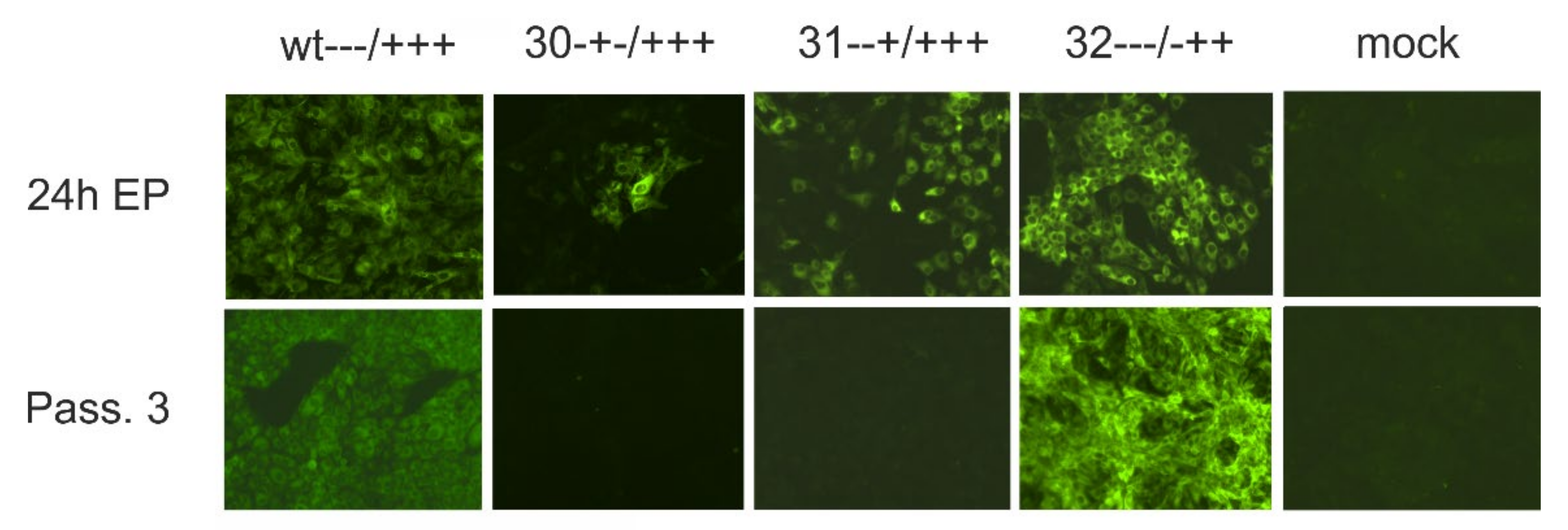 Viruses 13 01203 g013 Viruses 13 01203 g013