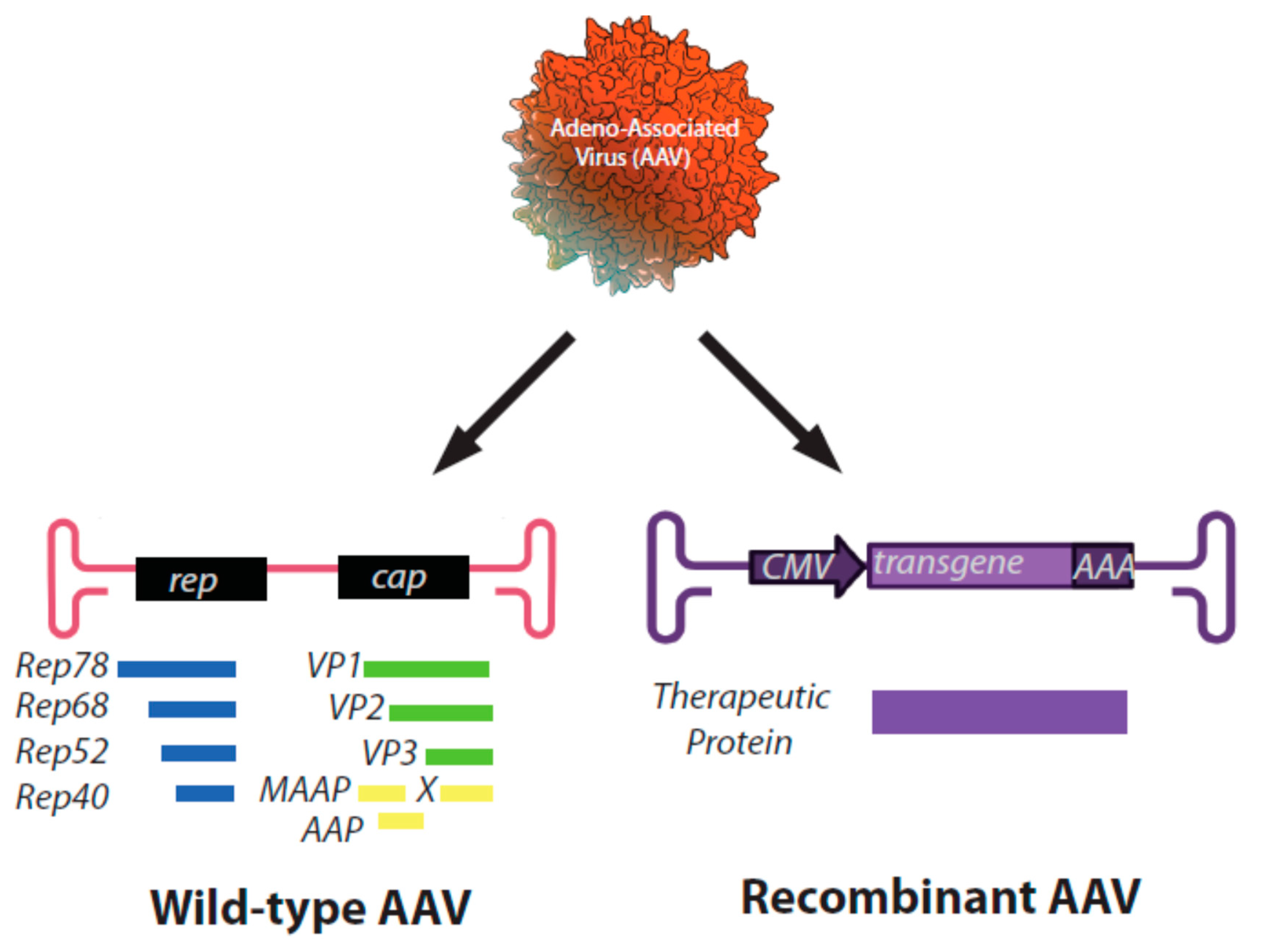 Viruses 13 01205 g001 Viruses 13 01205 g001