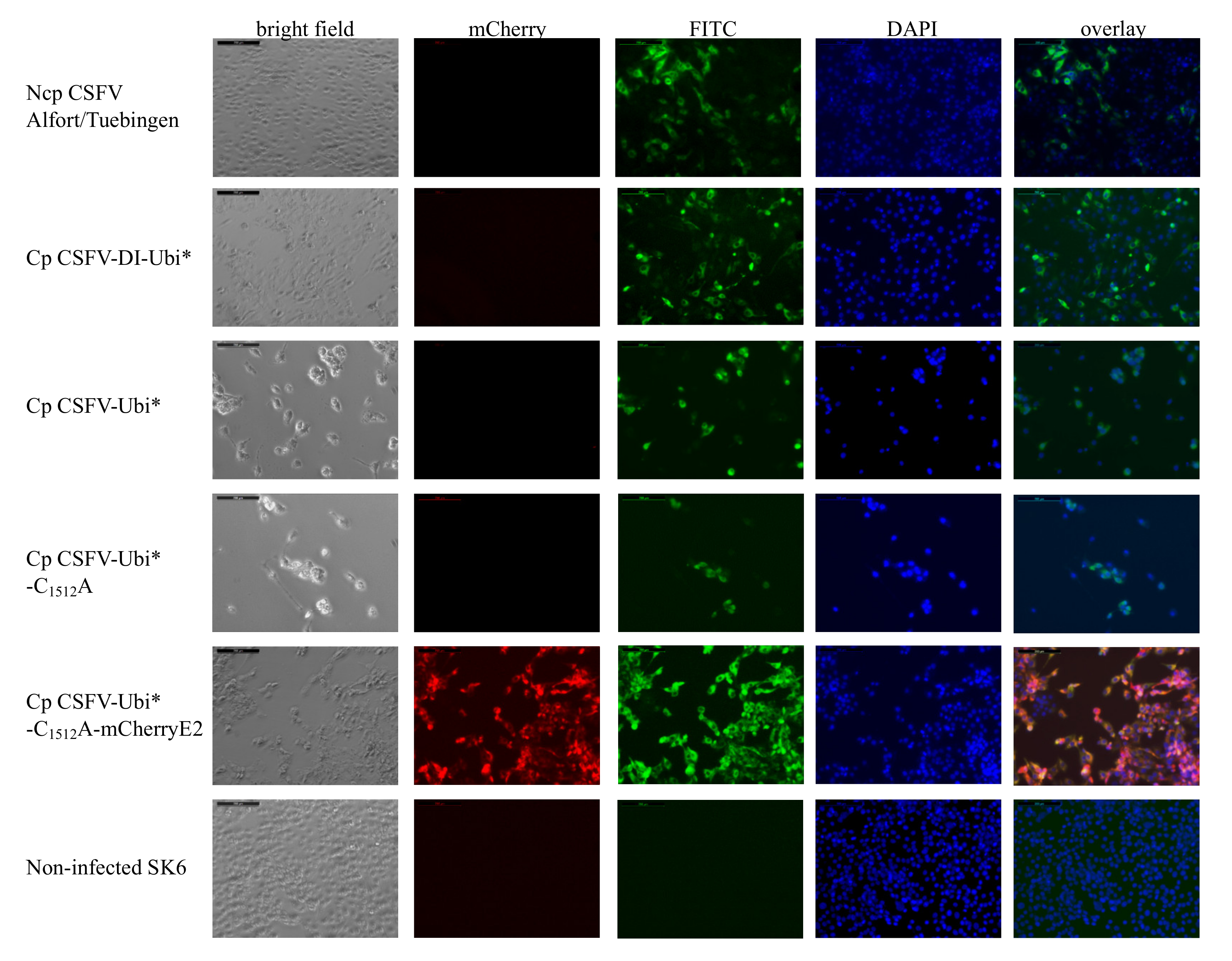 Viruses 13 01209 g002 Viruses 13 01209 g002