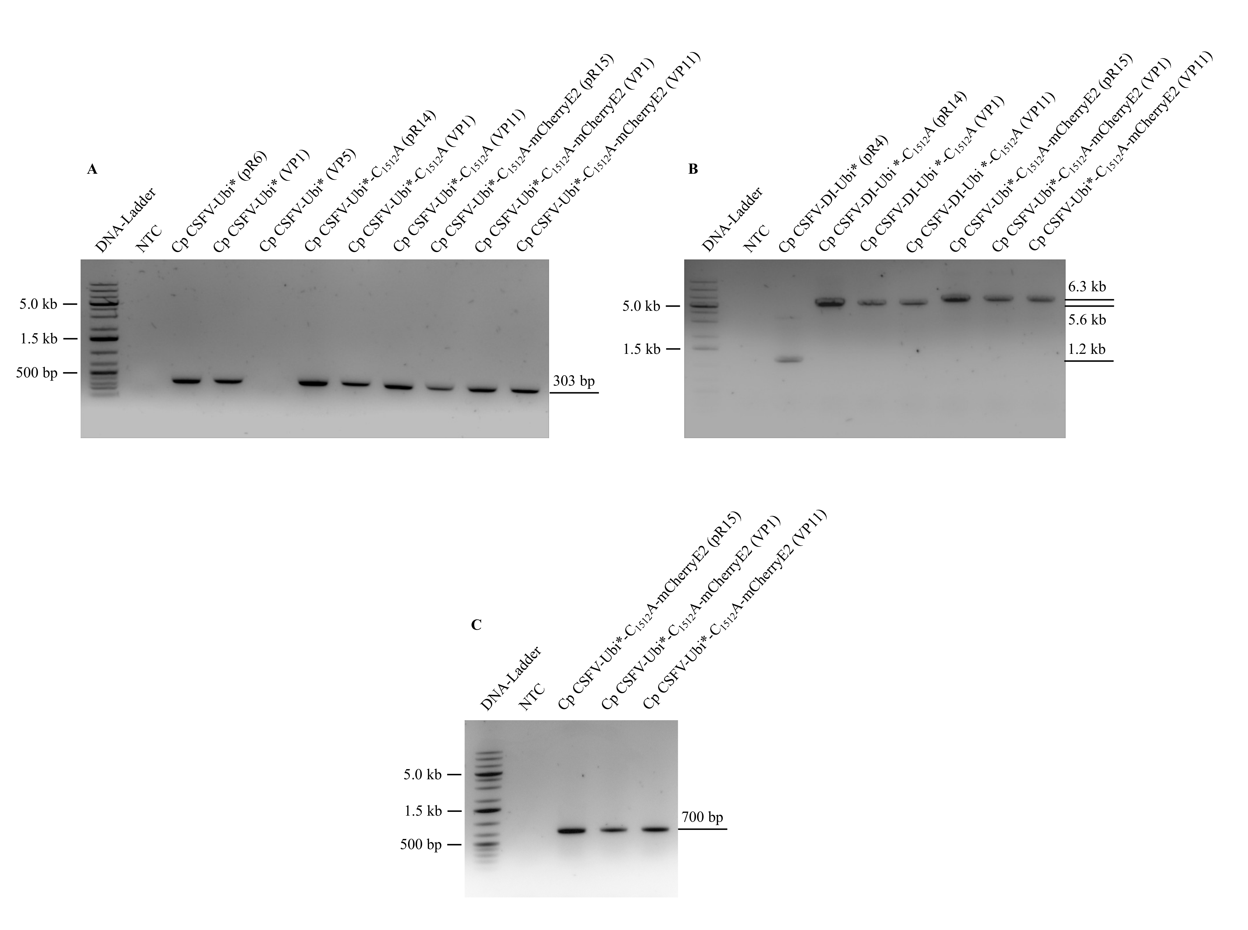 Viruses 13 01209 g003 Viruses 13 01209 g003