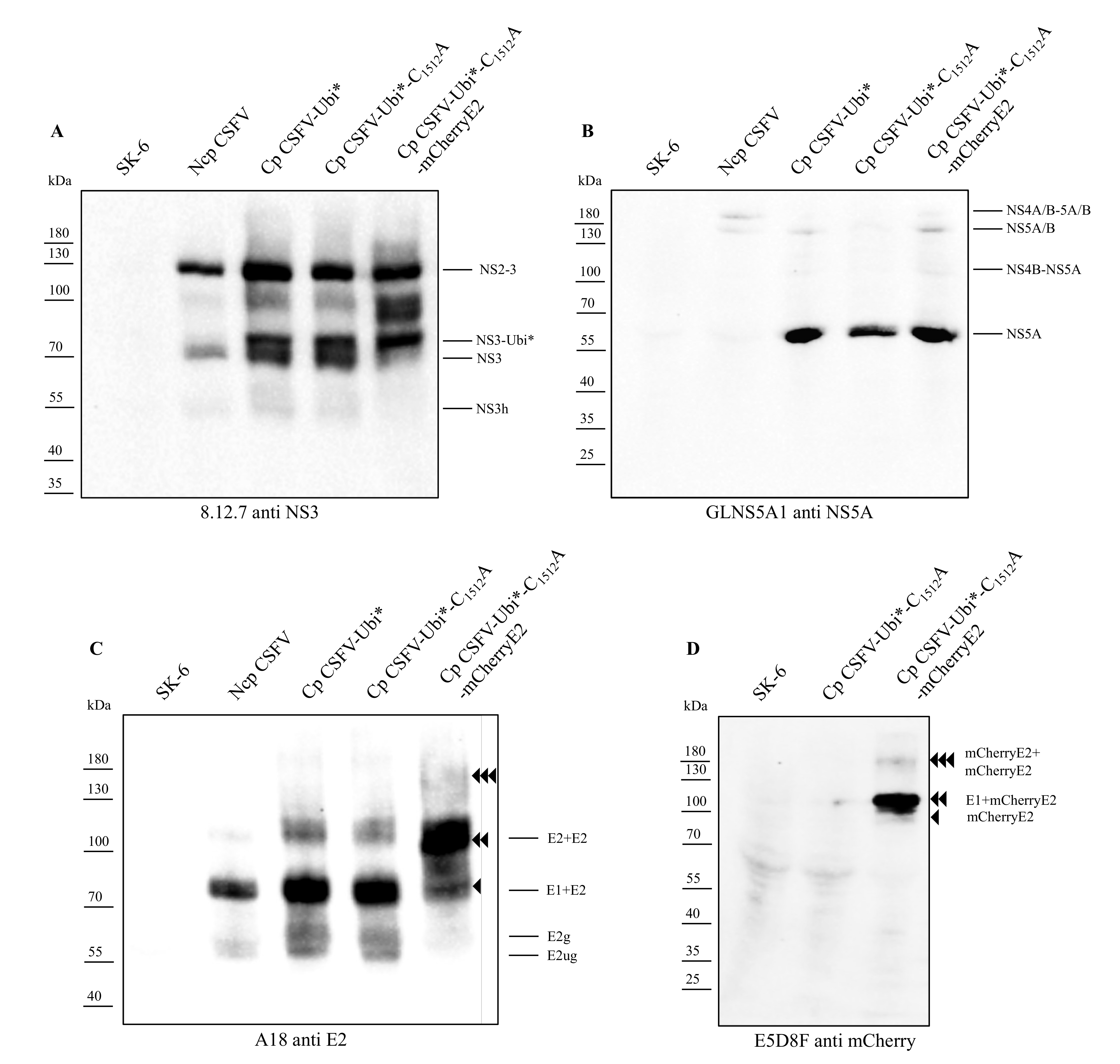 Viruses 13 01209 g006 Viruses 13 01209 g006