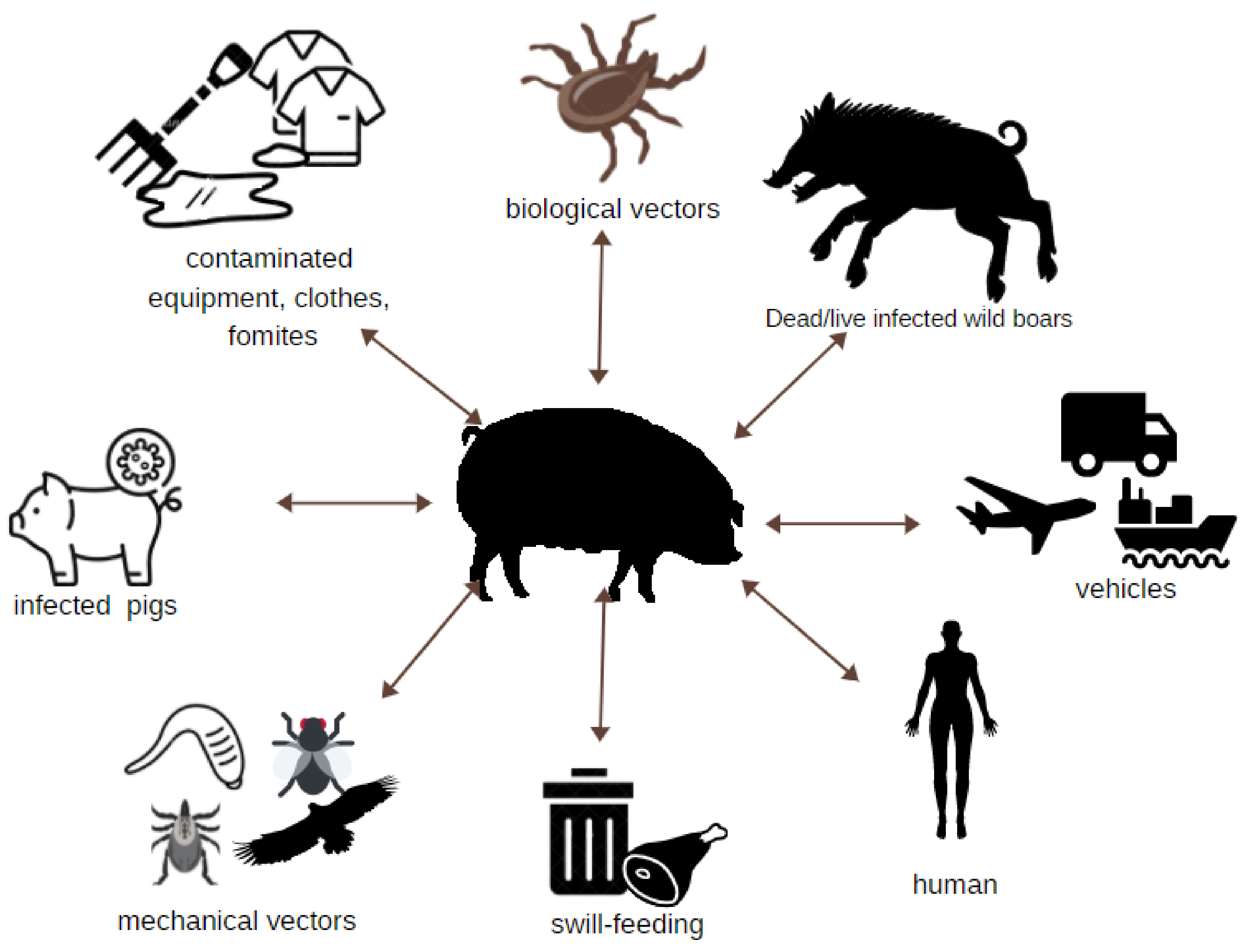 Viruses Free FullText African Swine Fever Virus as a Difficult Opponent in the Fight for a