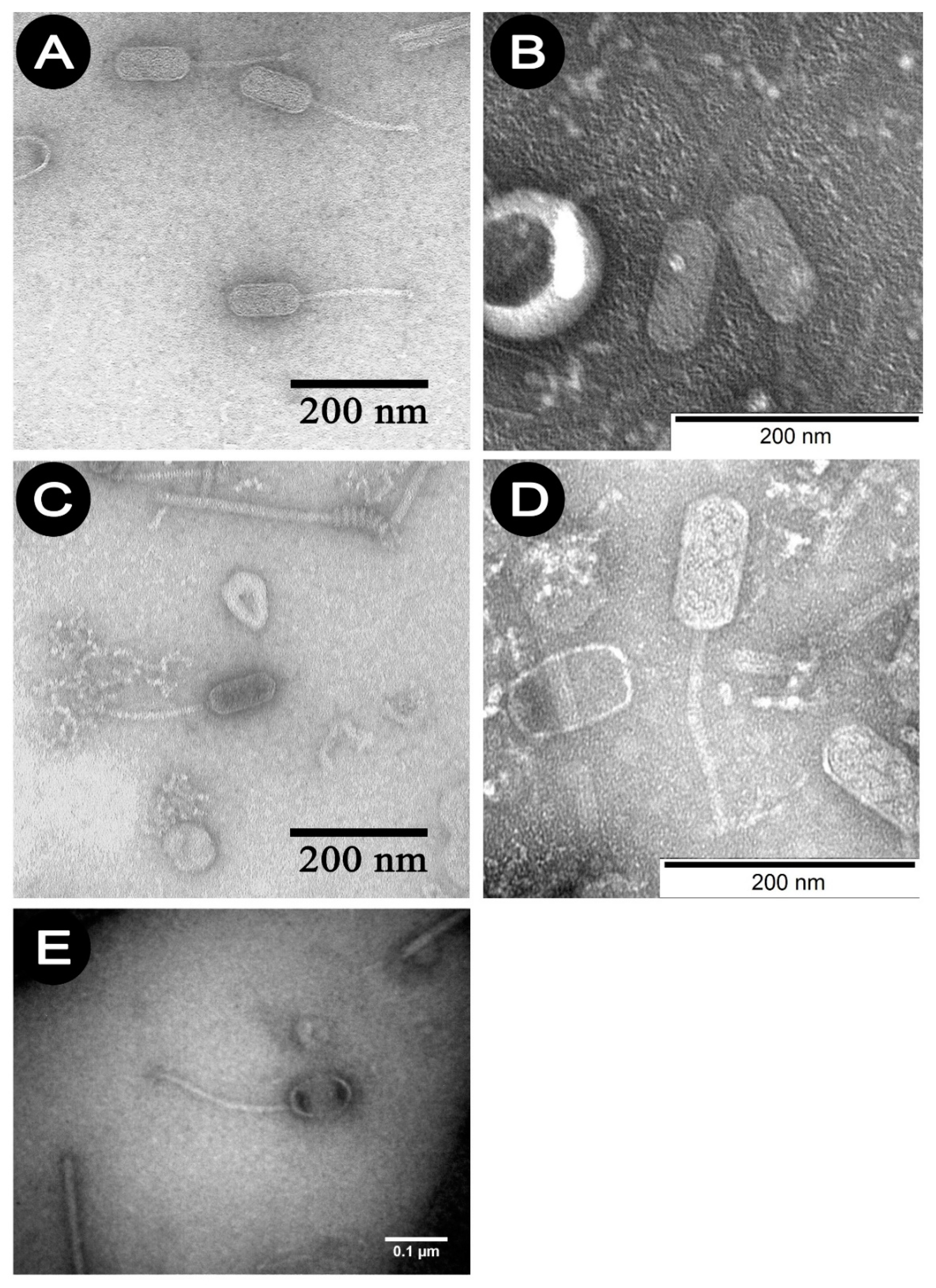 Viruses 13 01217 g001 550