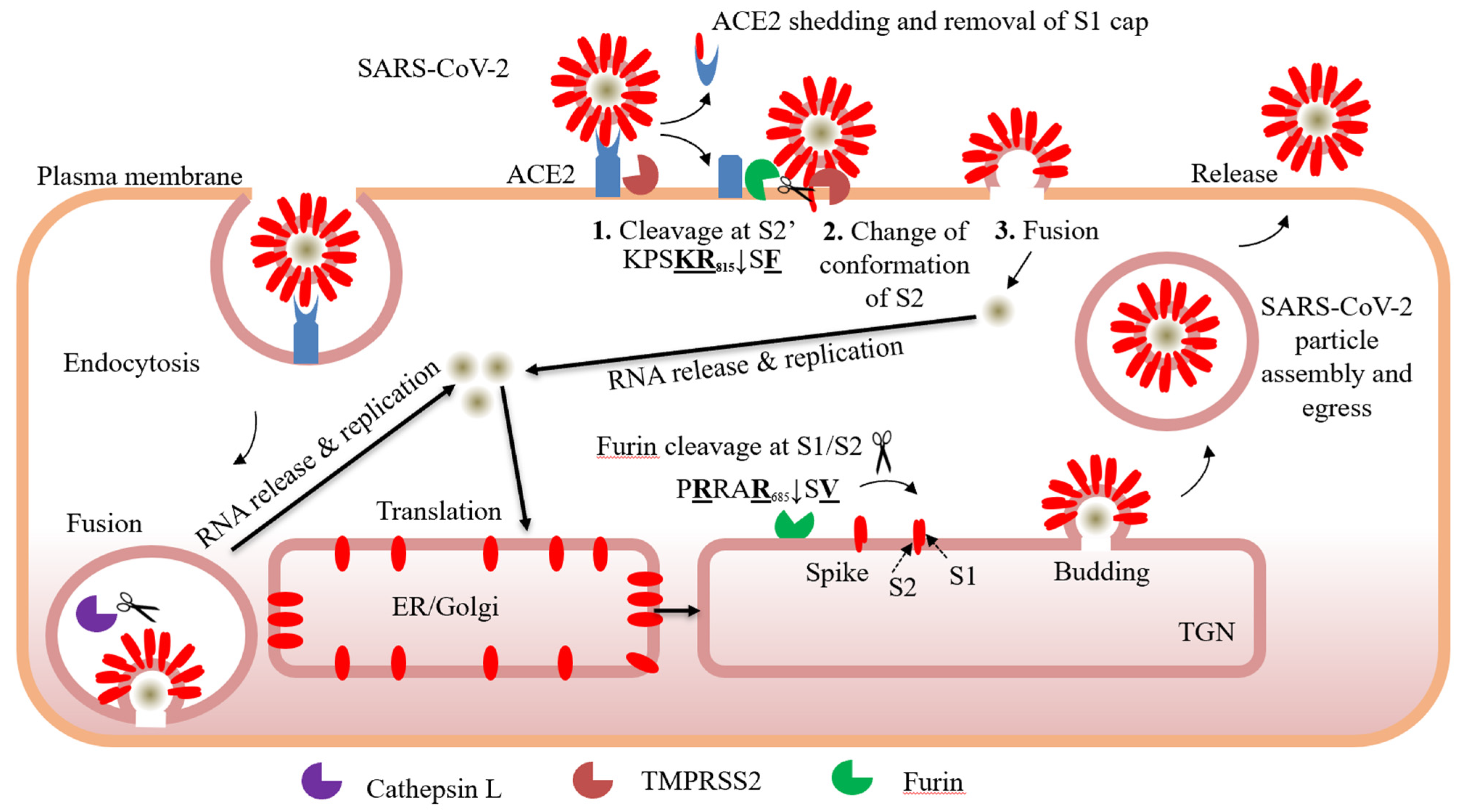Viruses 13 01229 g001 550