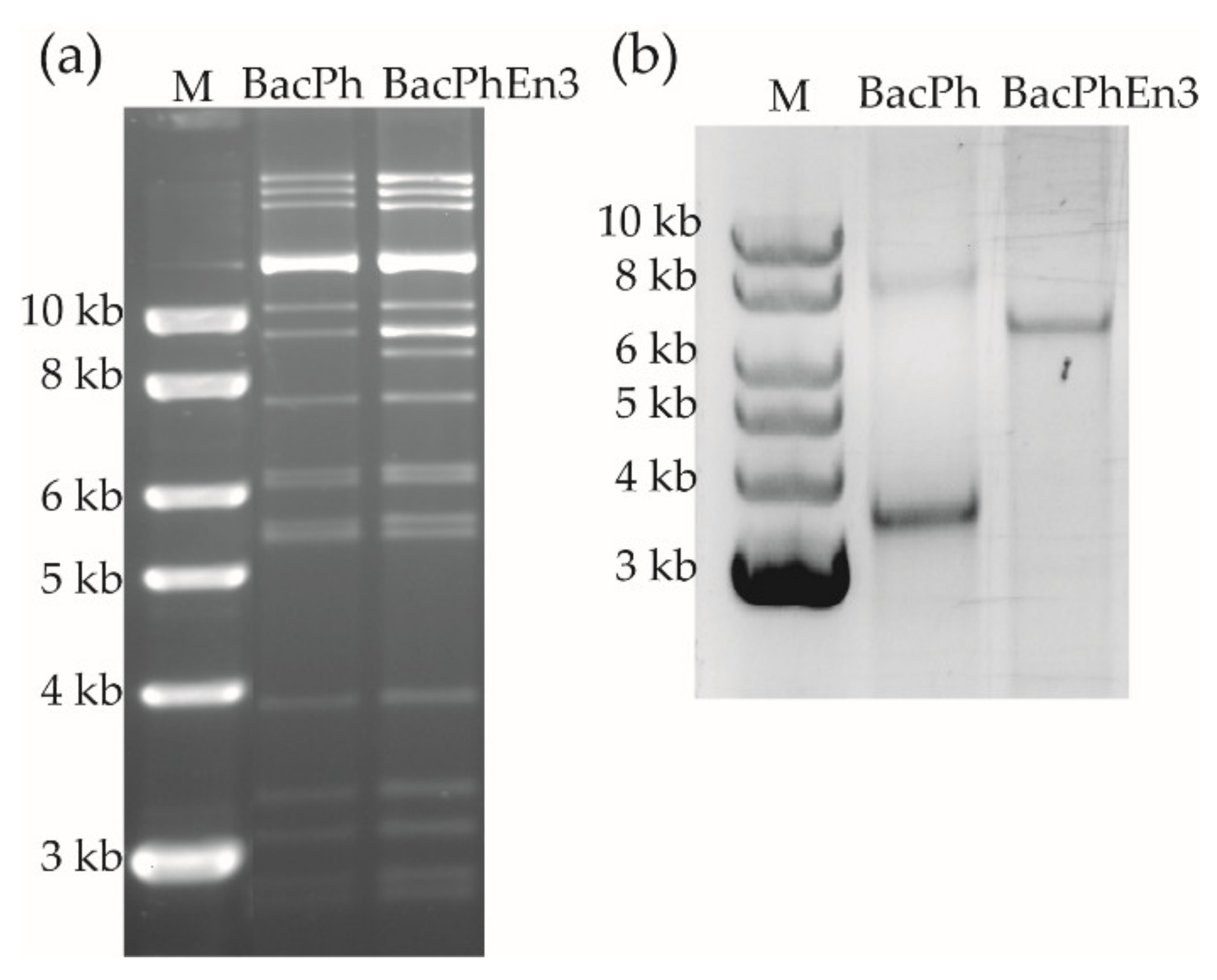 Viruses 13 01233 g001 550