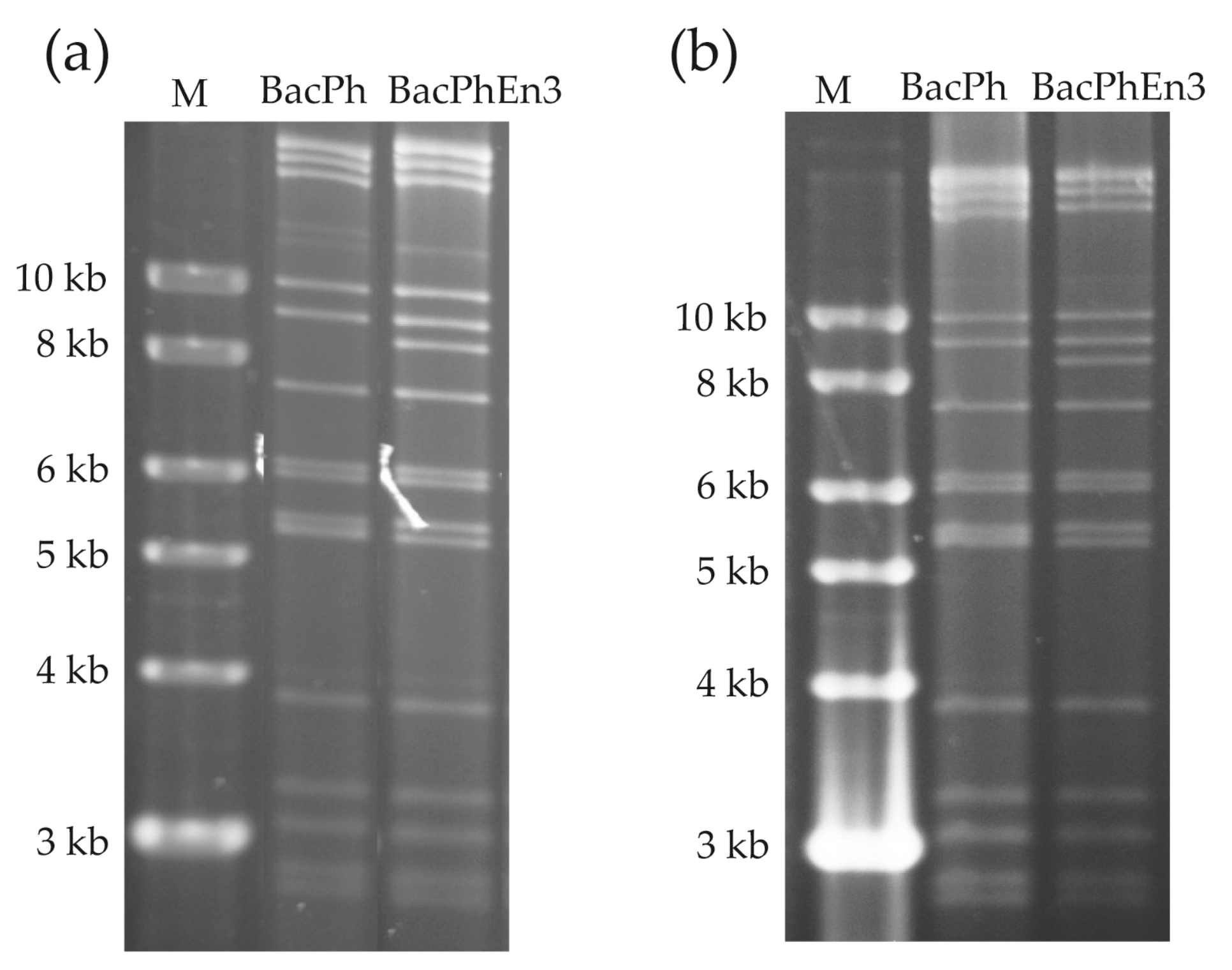 Viruses 13 01233 g003 550