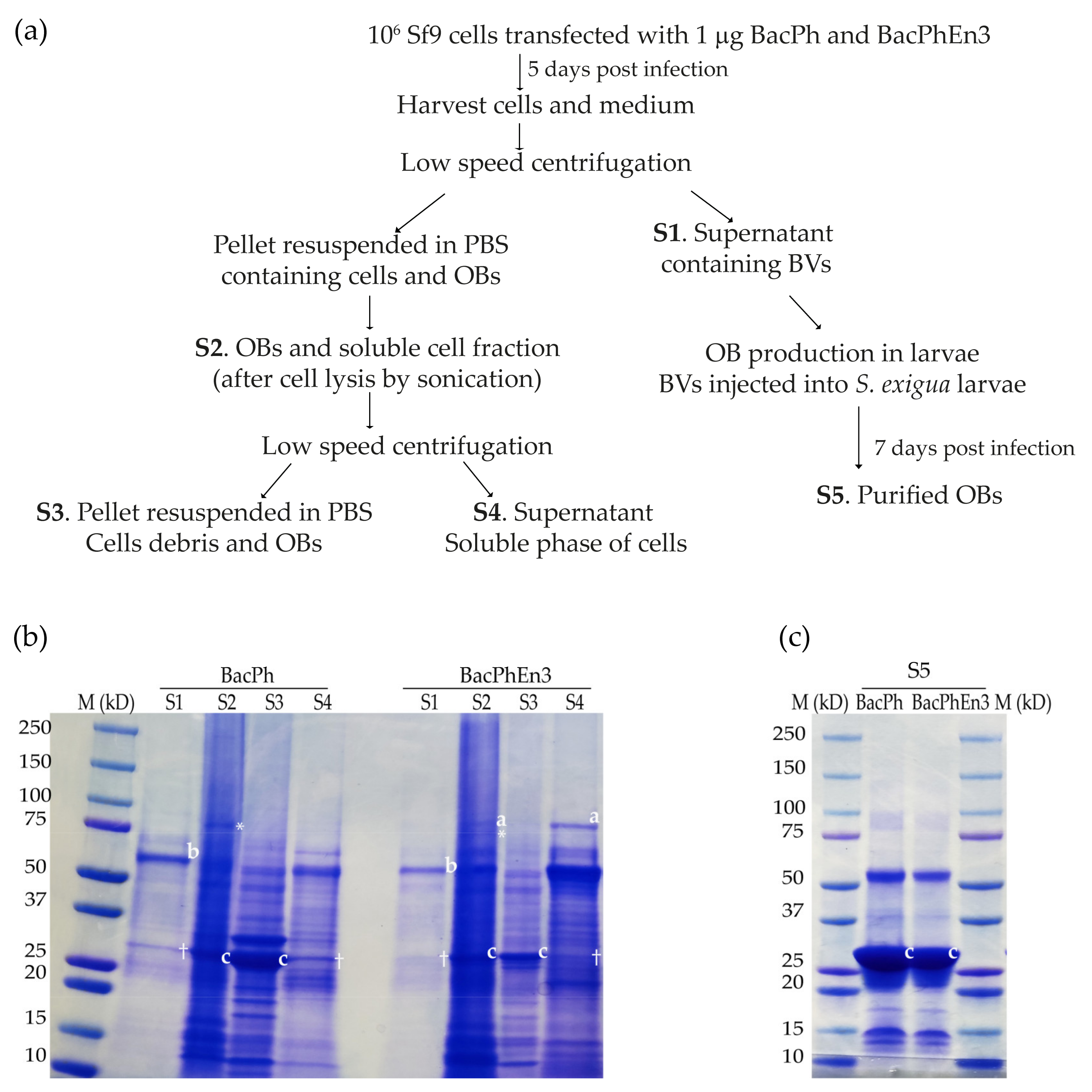 Viruses 13 01233 g004 550