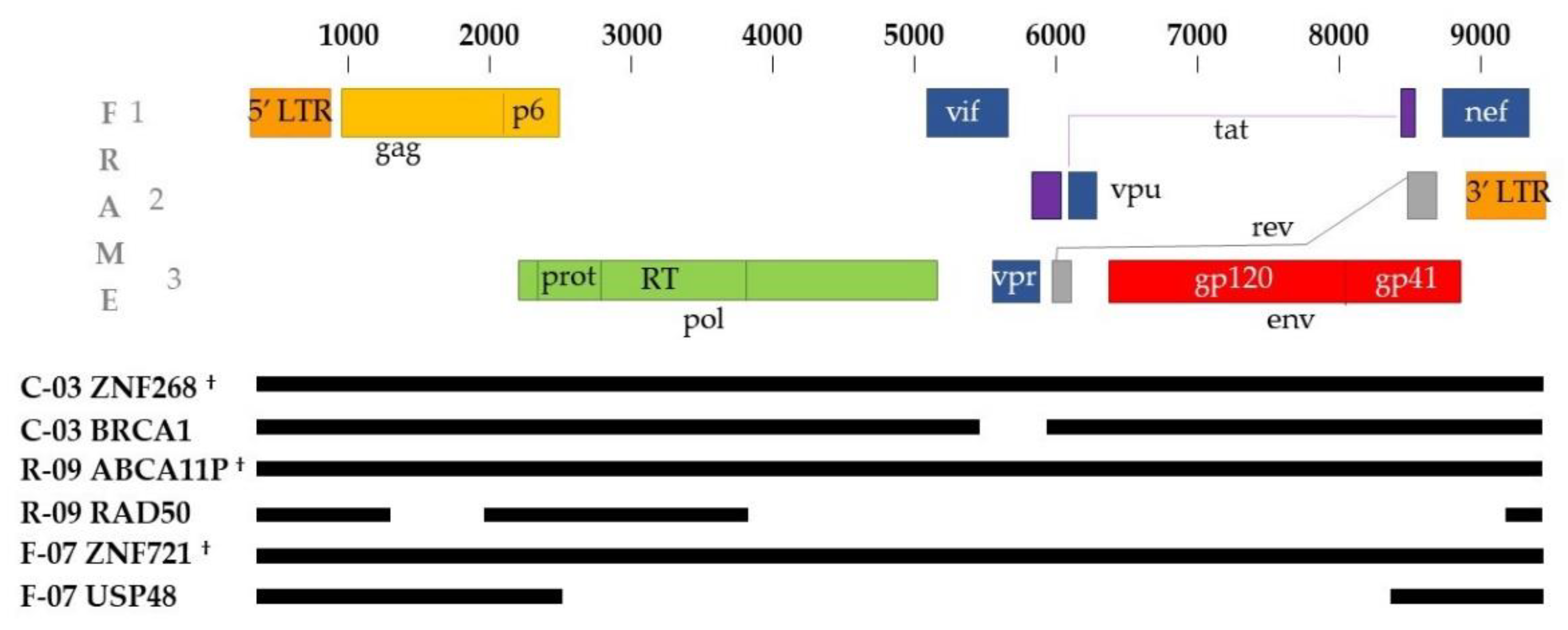 Viruses 13 01235 g002 550