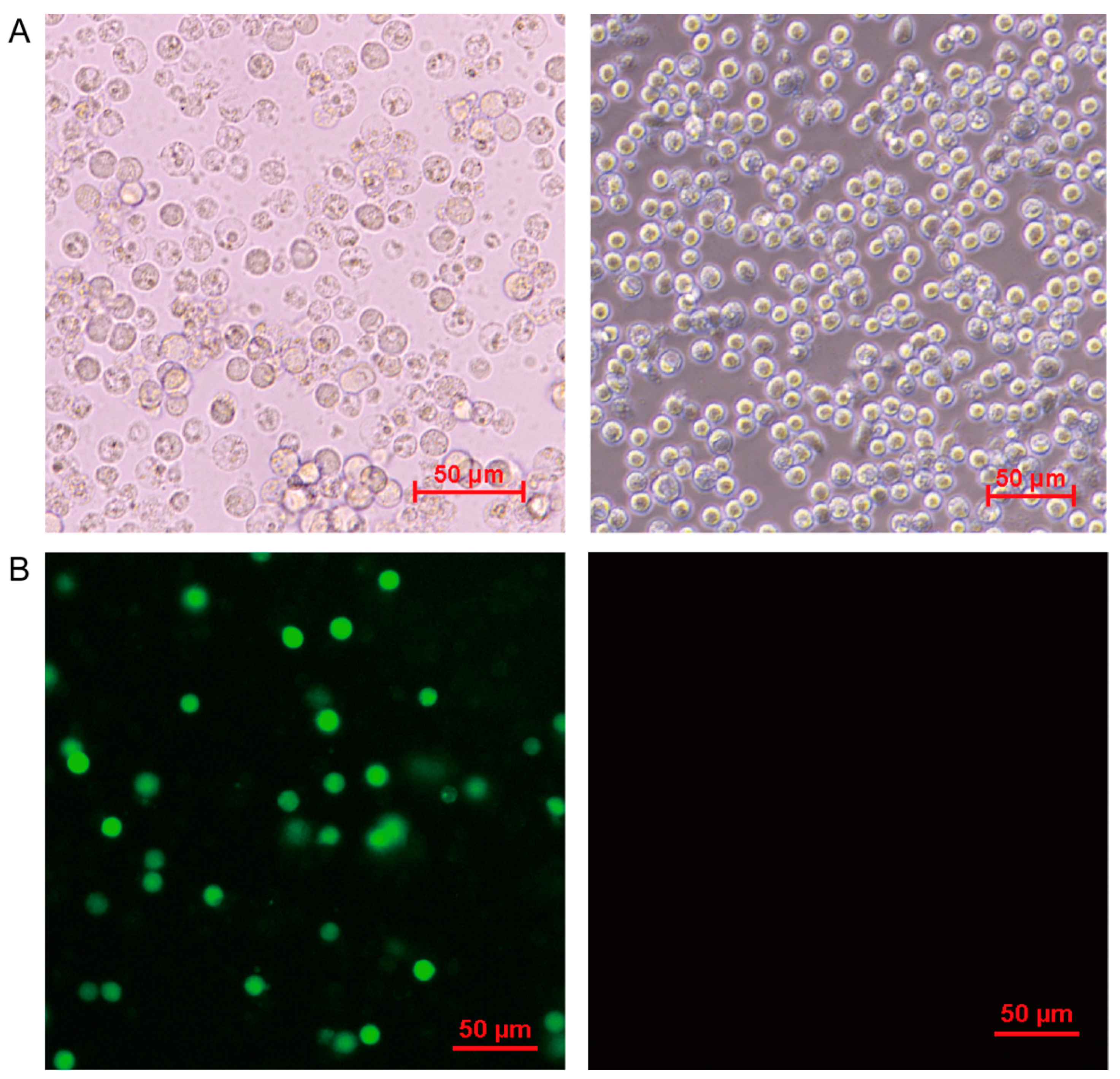 Viruses 13 01236 g001 550