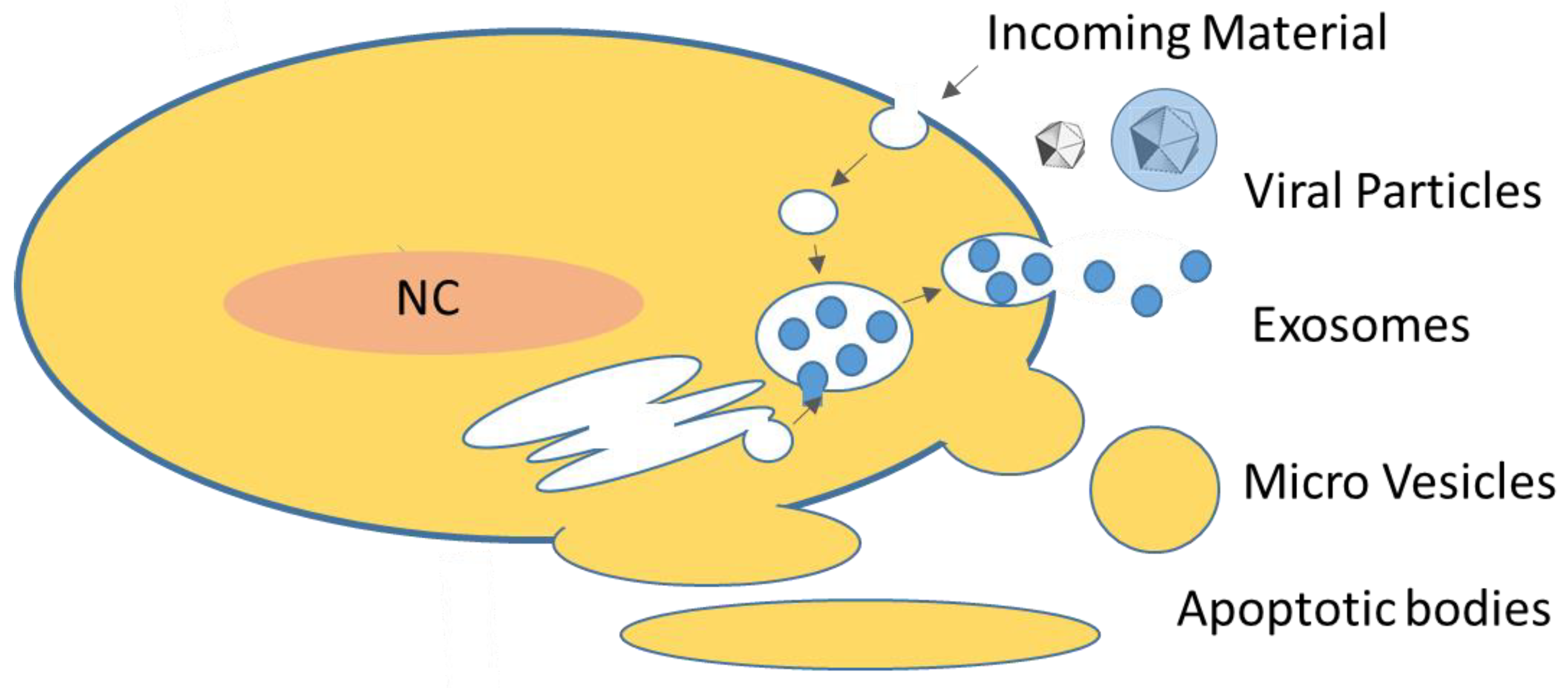 Viruses 13 01238 g001