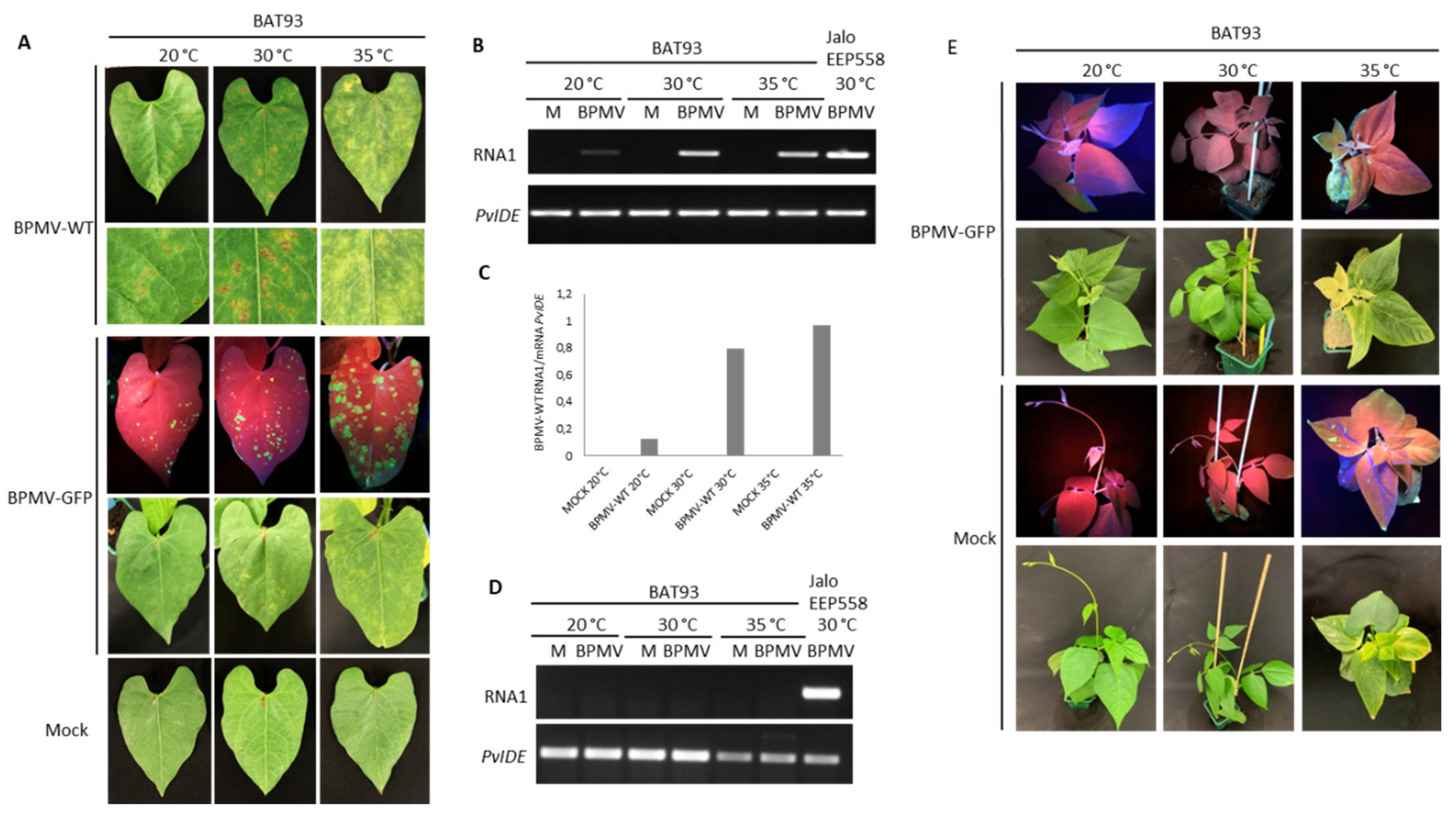 Viruses 13 01239 g003 Viruses 13 01239 g003