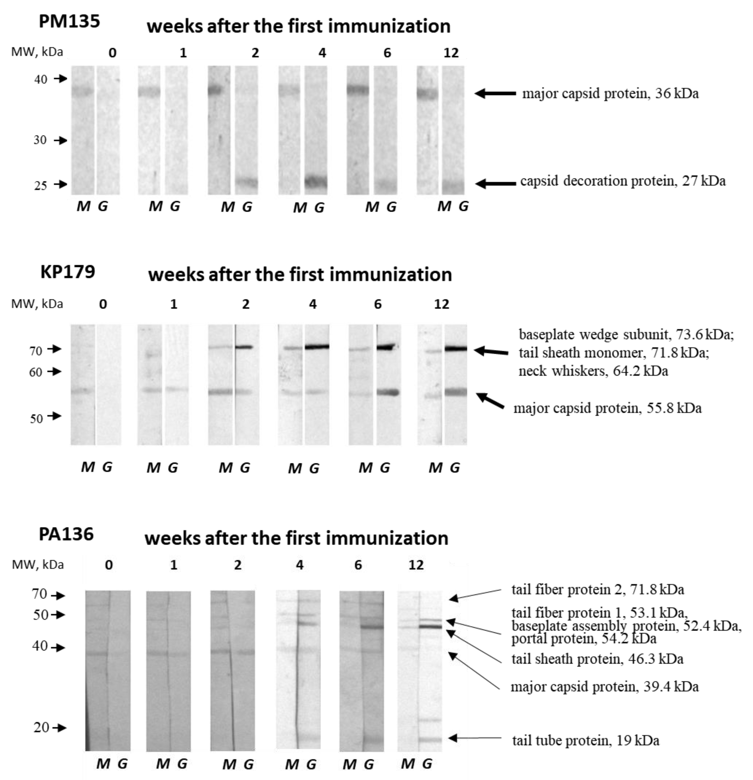Viruses 13 01241 g005 550