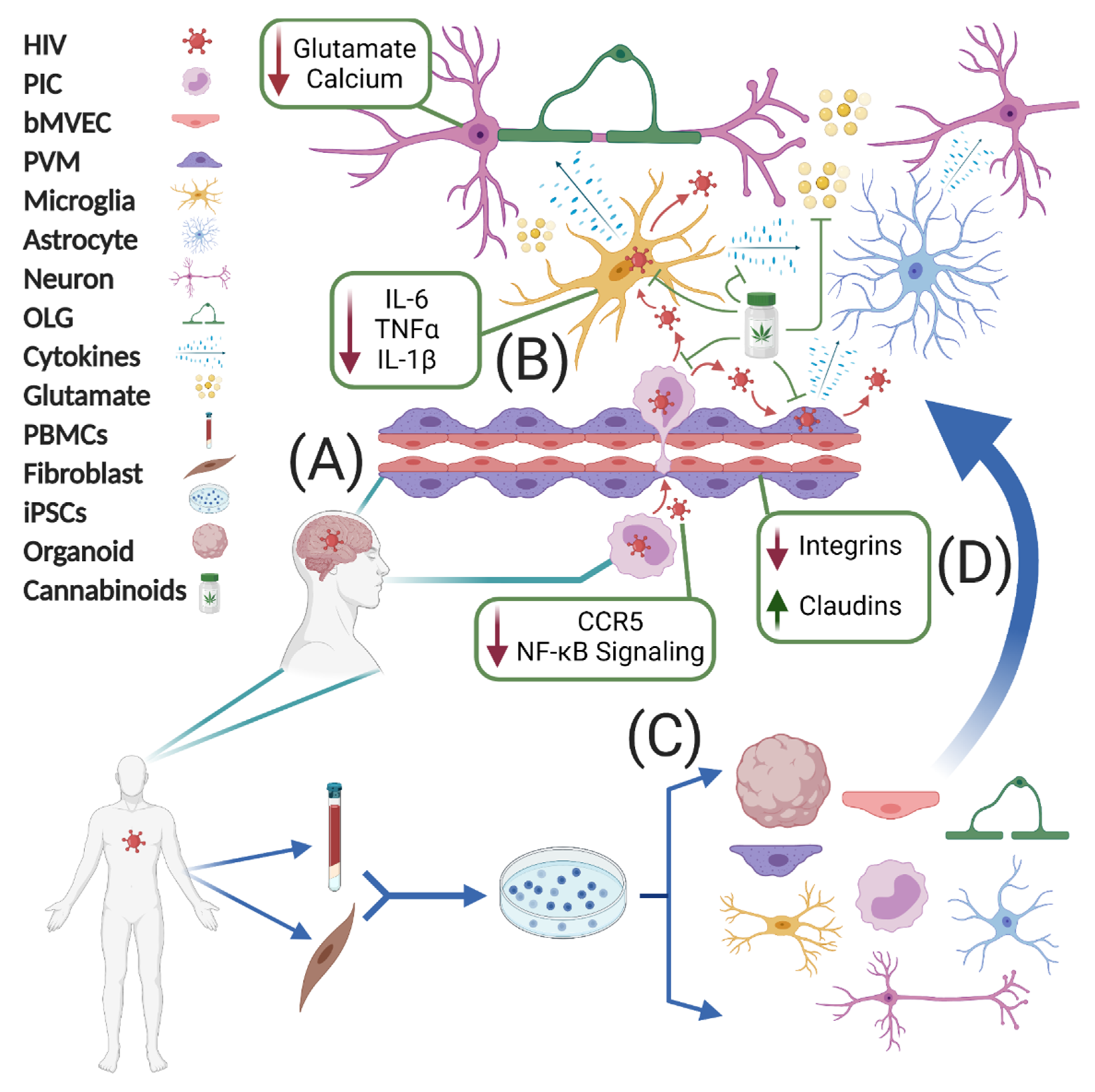 Viruses 13 01242 g001 Viruses 13 01242 g001