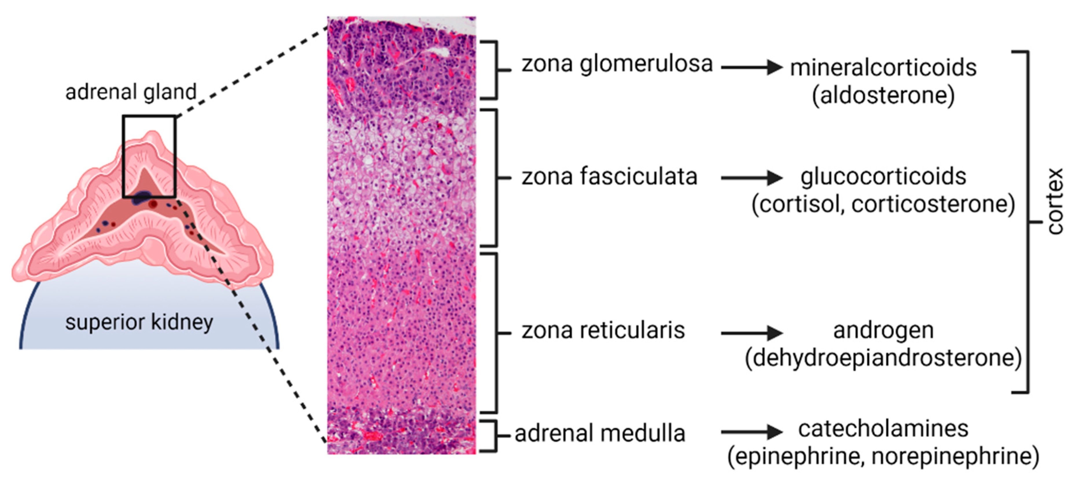 Viruses | Free Full-Text | Histopathological Analysis of Adrenal Glands  after Simian Varicella Virus Infection