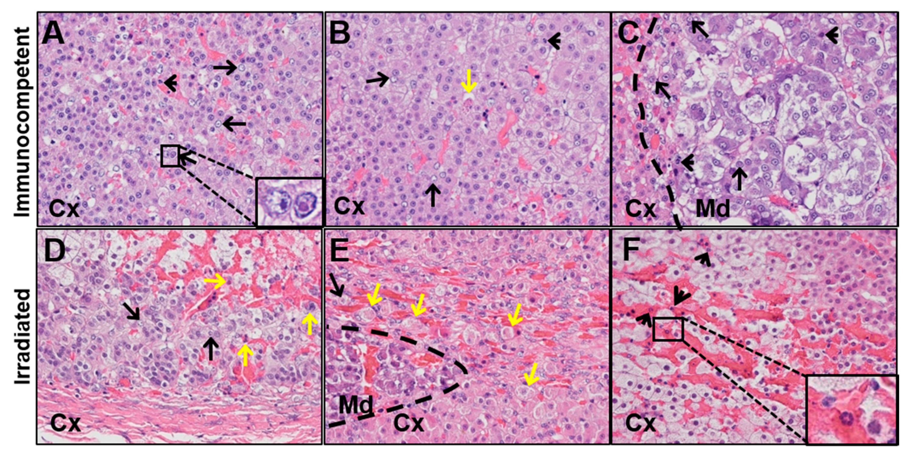 Viruses 13 01245 g002 550