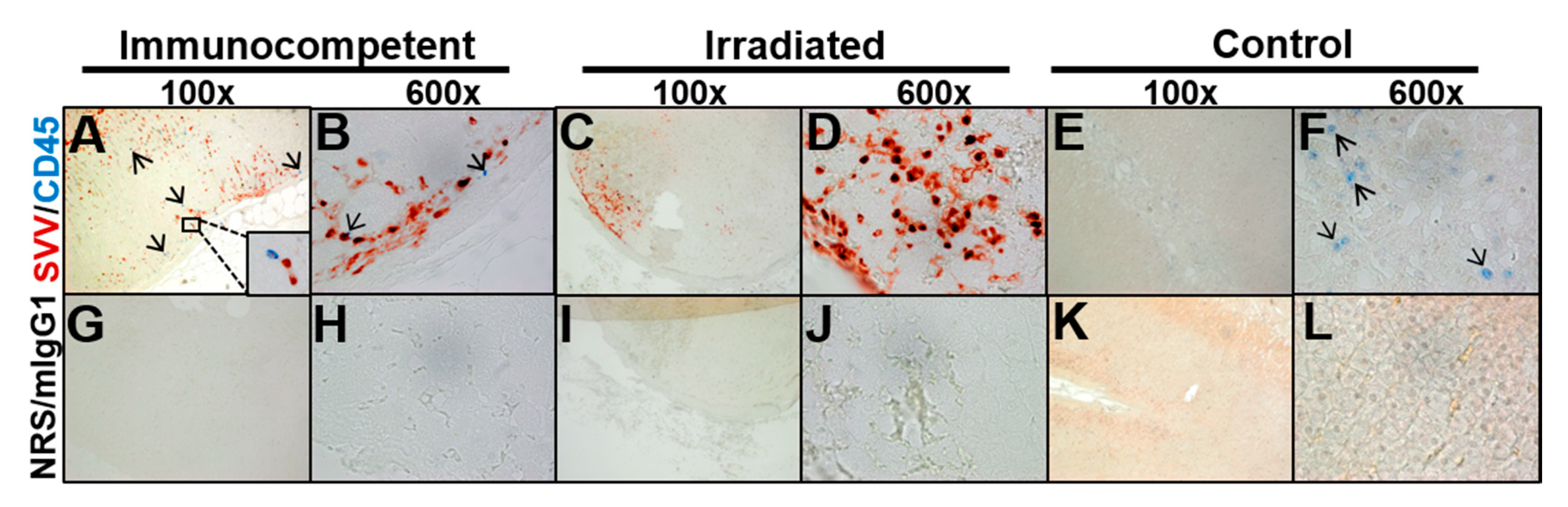 Viruses 13 01245 g003 550