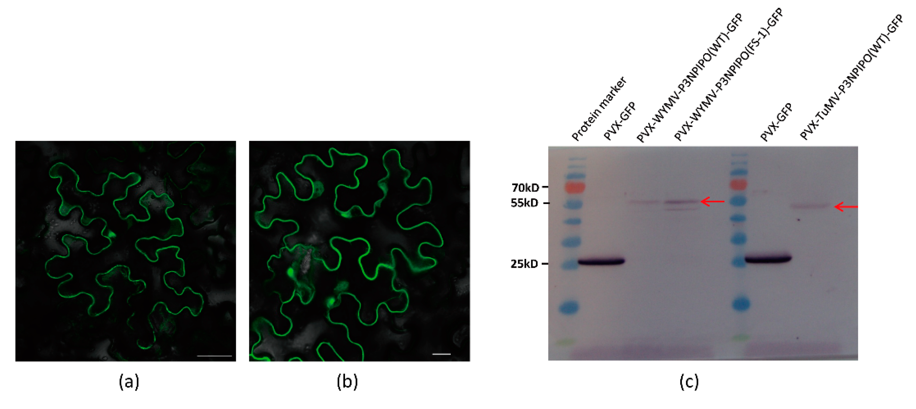 Viruses 13 01247 g002 Viruses 13 01247 g002