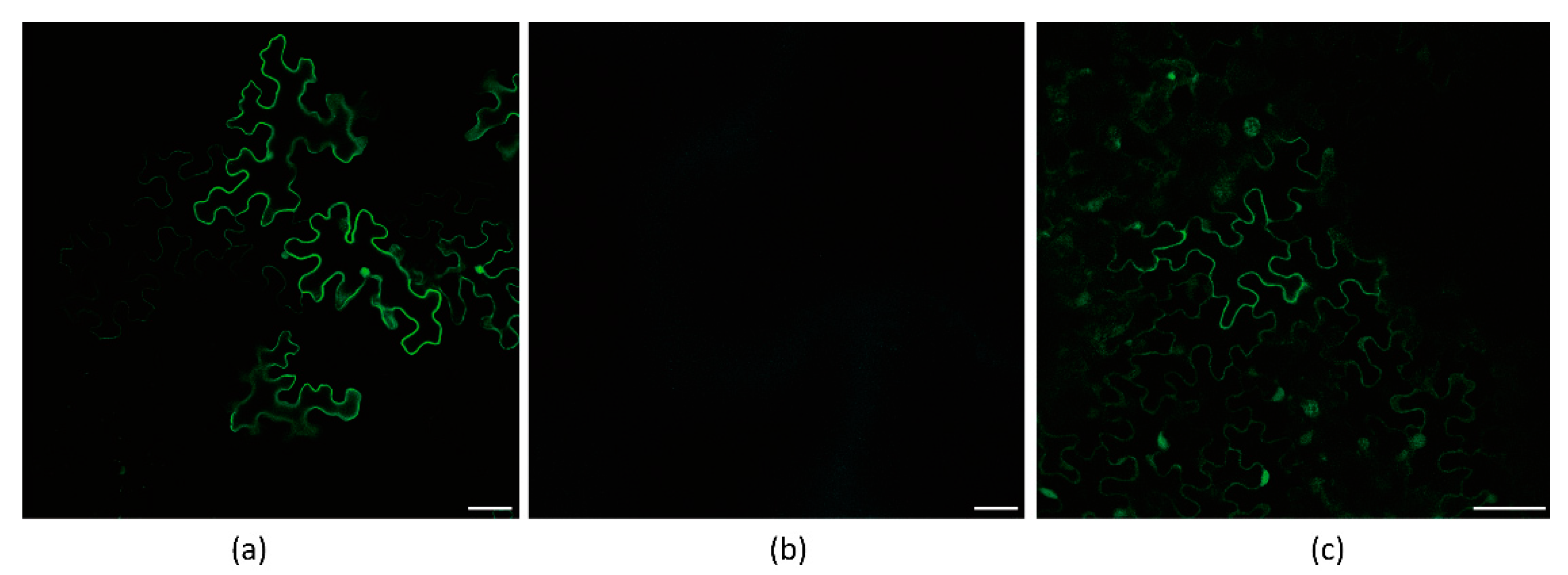 Viruses 13 01247 g005 Viruses 13 01247 g005