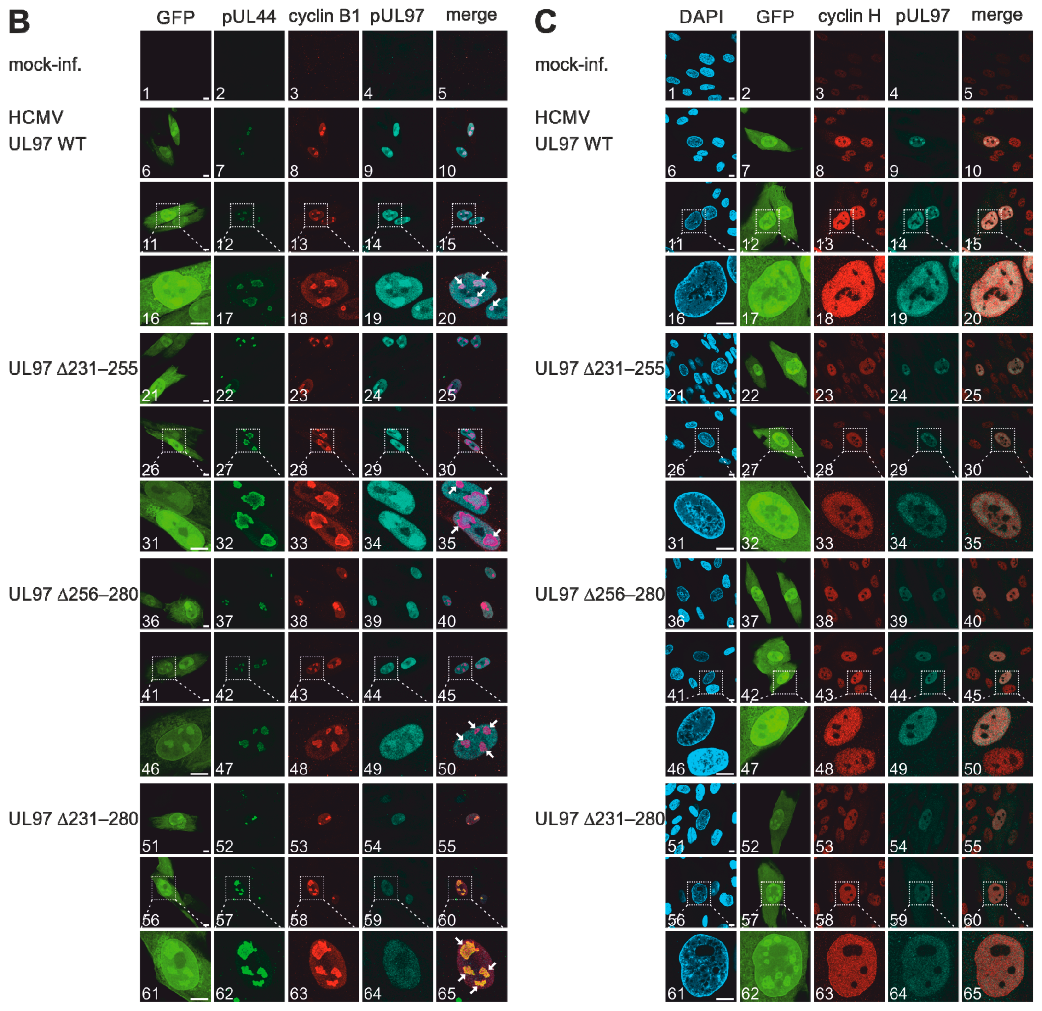 Viruses 13 01248 g005b Viruses 13 01248 g005b