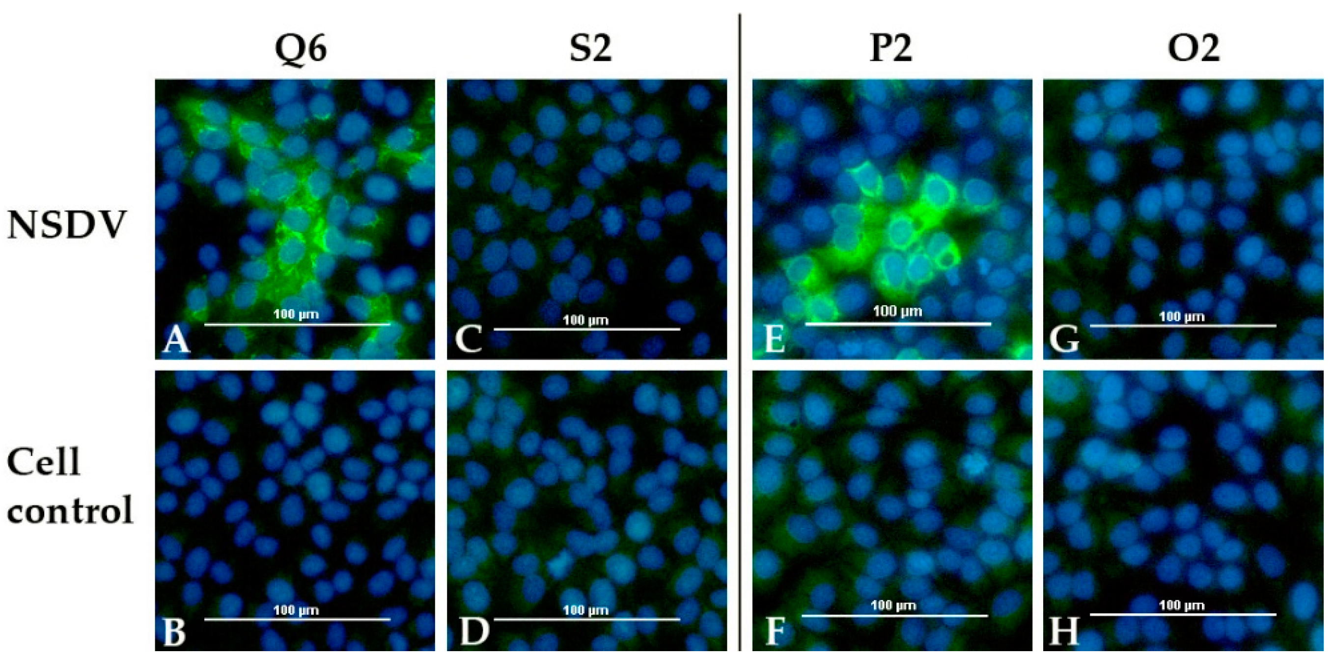 Viruses 13 01250 g008 550