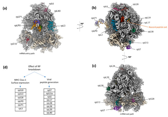 Structural basis of suppression of host translation termination by Moloney  Murine Leukemia Virus