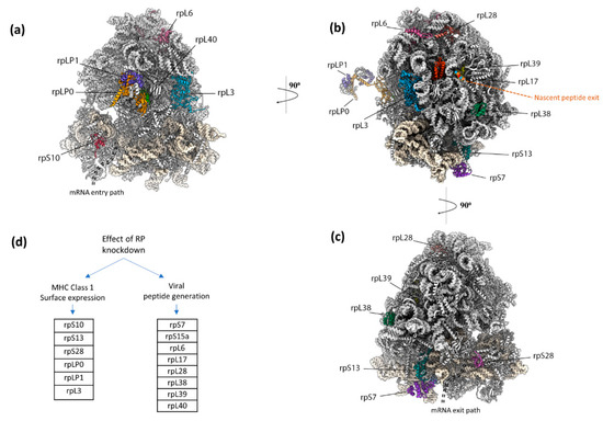 Reverse Transcriptase of Moloney Murine Leukemia Virus Binds to Eukaryotic  Release Factor 1 to Modulate Suppression of Translational Termination: Cell