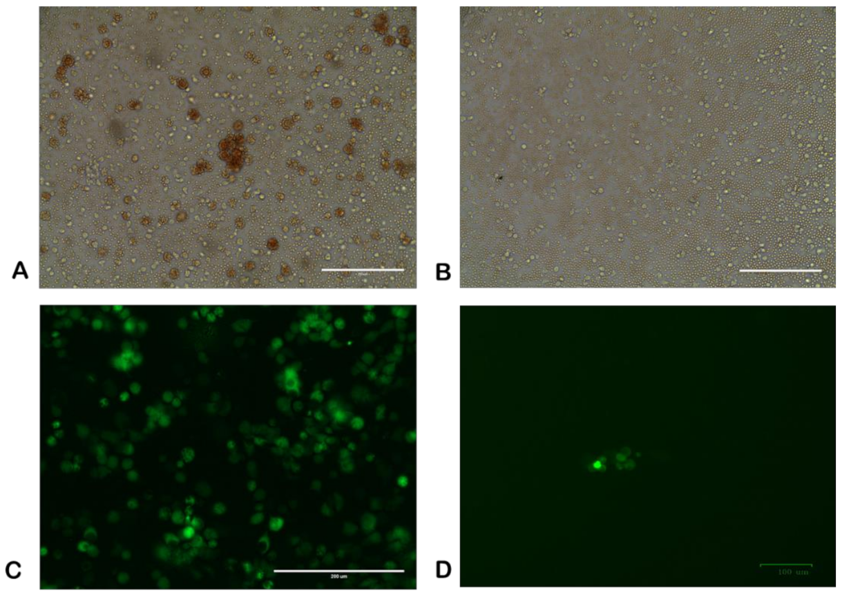Viruses 13 01259 g001 550
