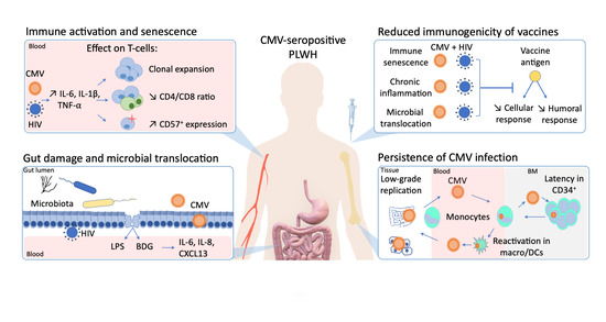Viruses Free Full Text Cytomegalovirus As An Uninvited Guest In The Response To Vaccines In People Living With Hiv Html