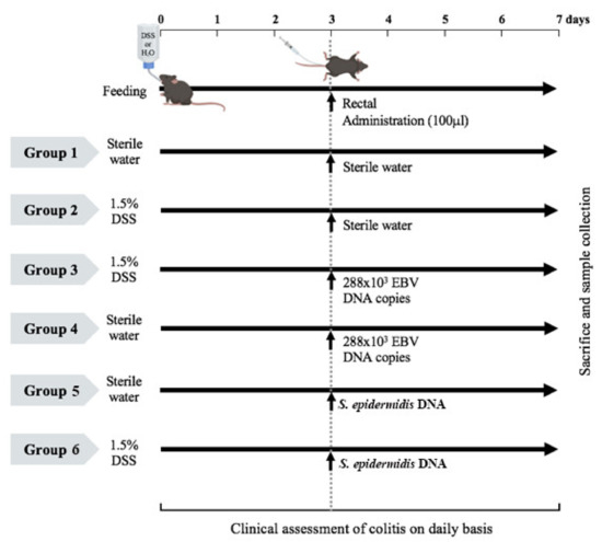 Epstein–Barr Virus DNA Exacerbates Colitis Symptoms in a