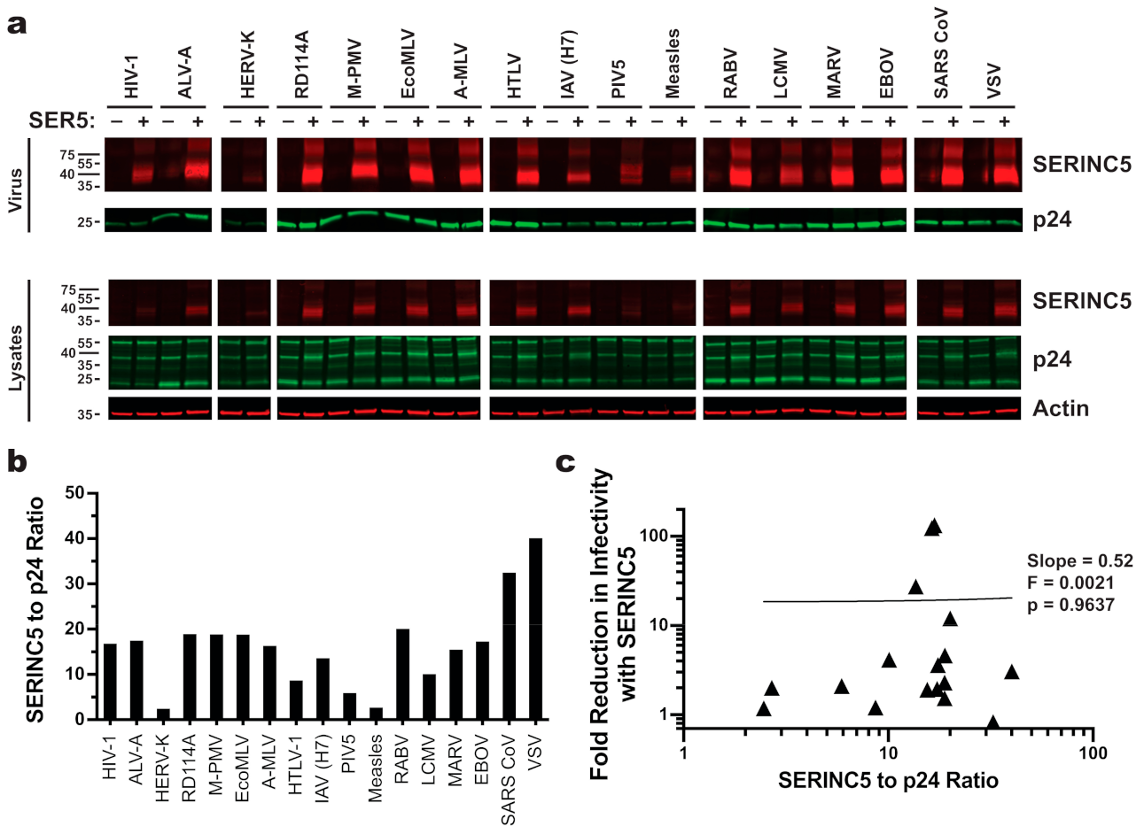 Viruses 13 01279 g004 Viruses 13 01279 g004