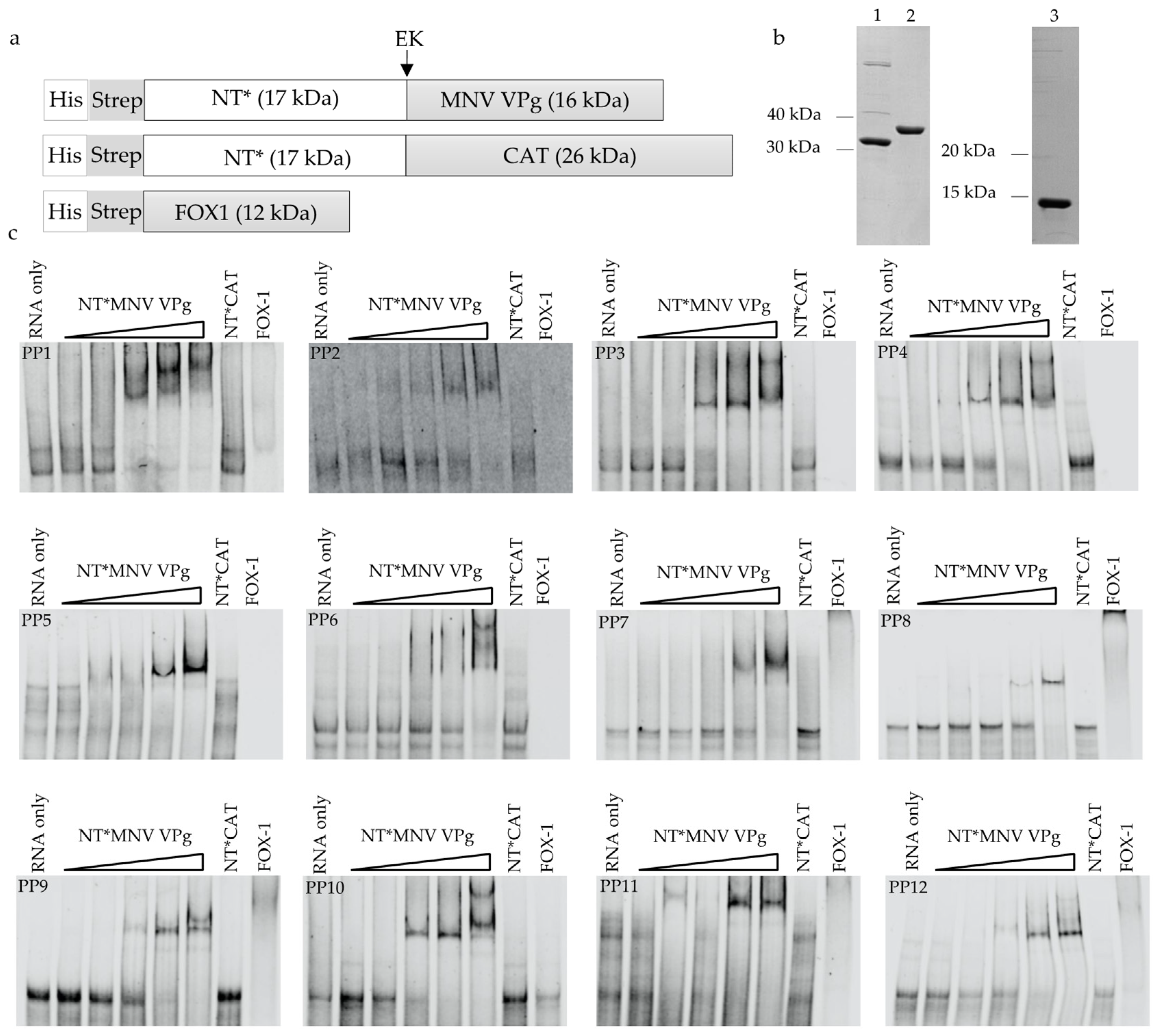 Viruses 13 01282 g003