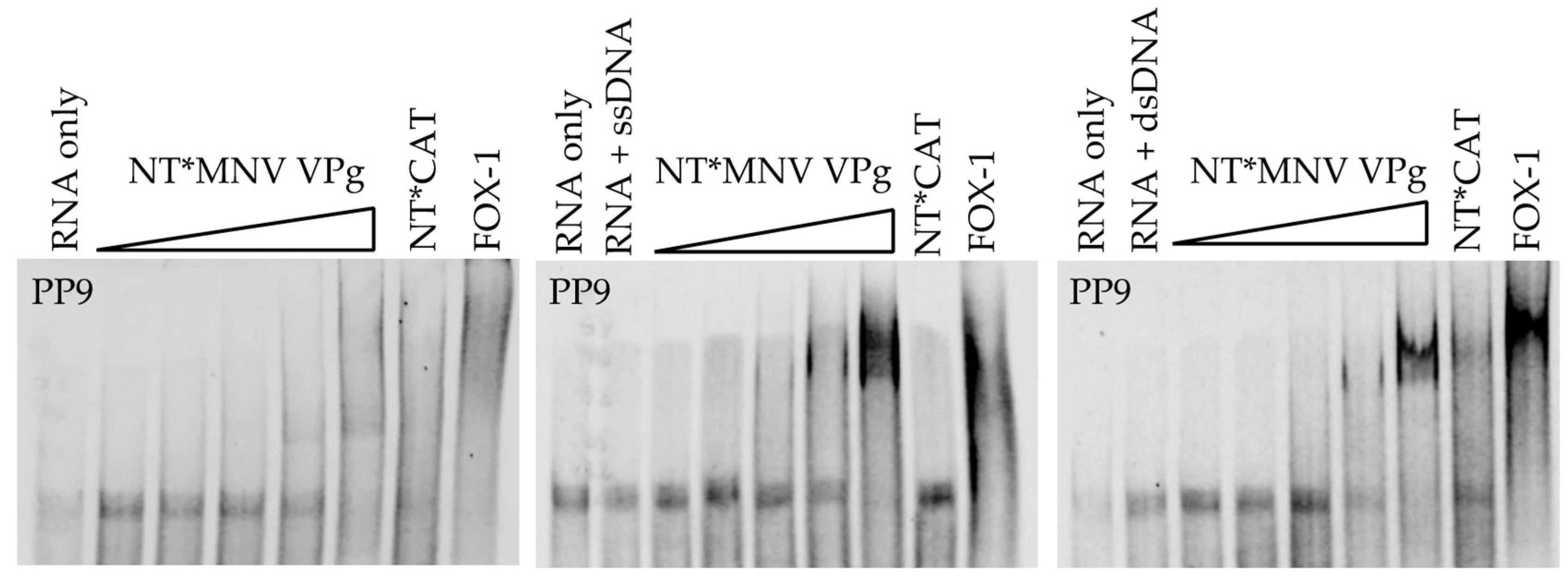Viruses 13 01282 g004