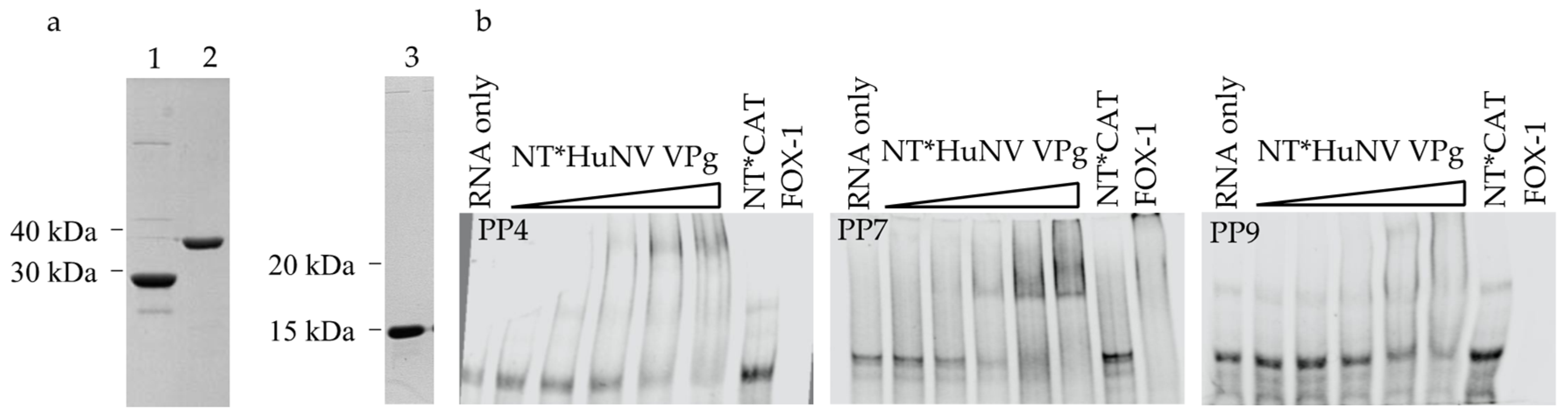 Viruses 13 01282 g006