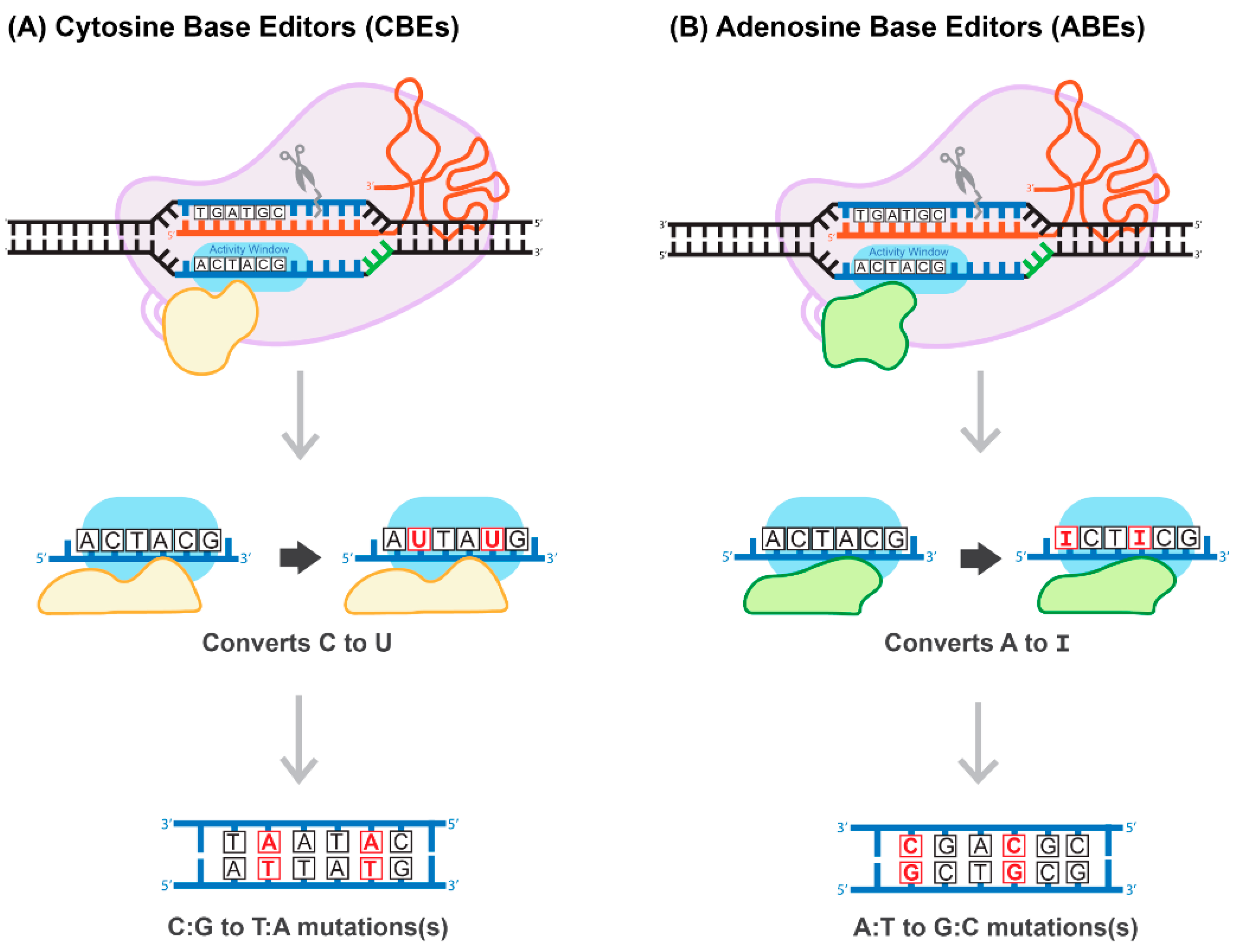 Viruses 13 01288 g006