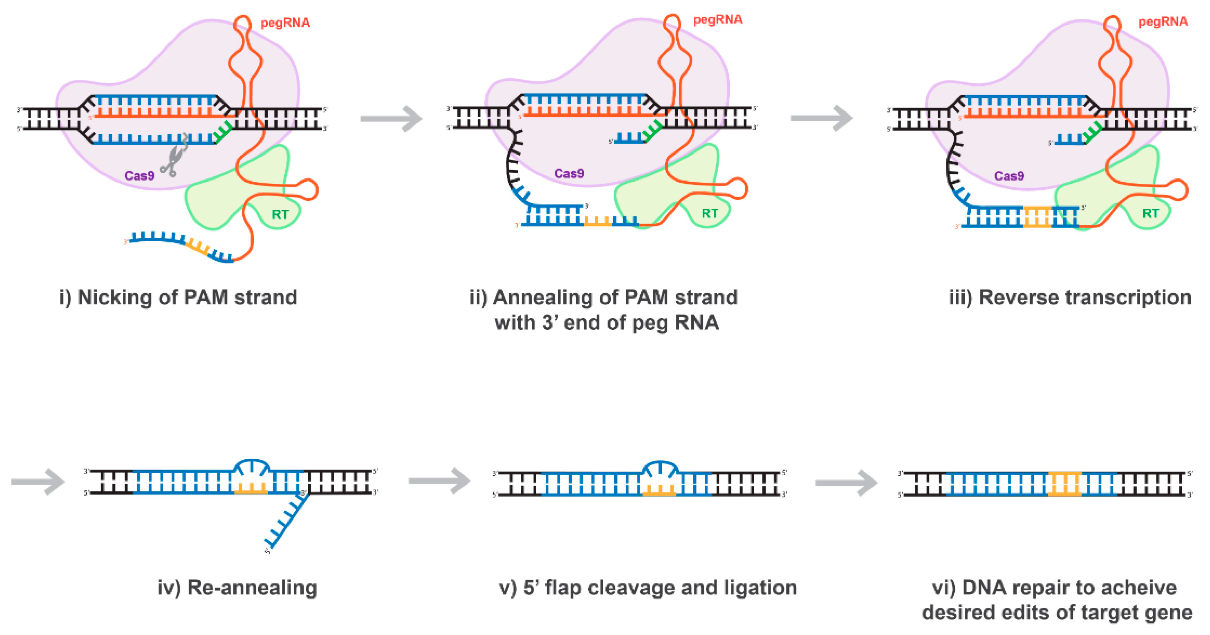 Viruses 13 01288 g007