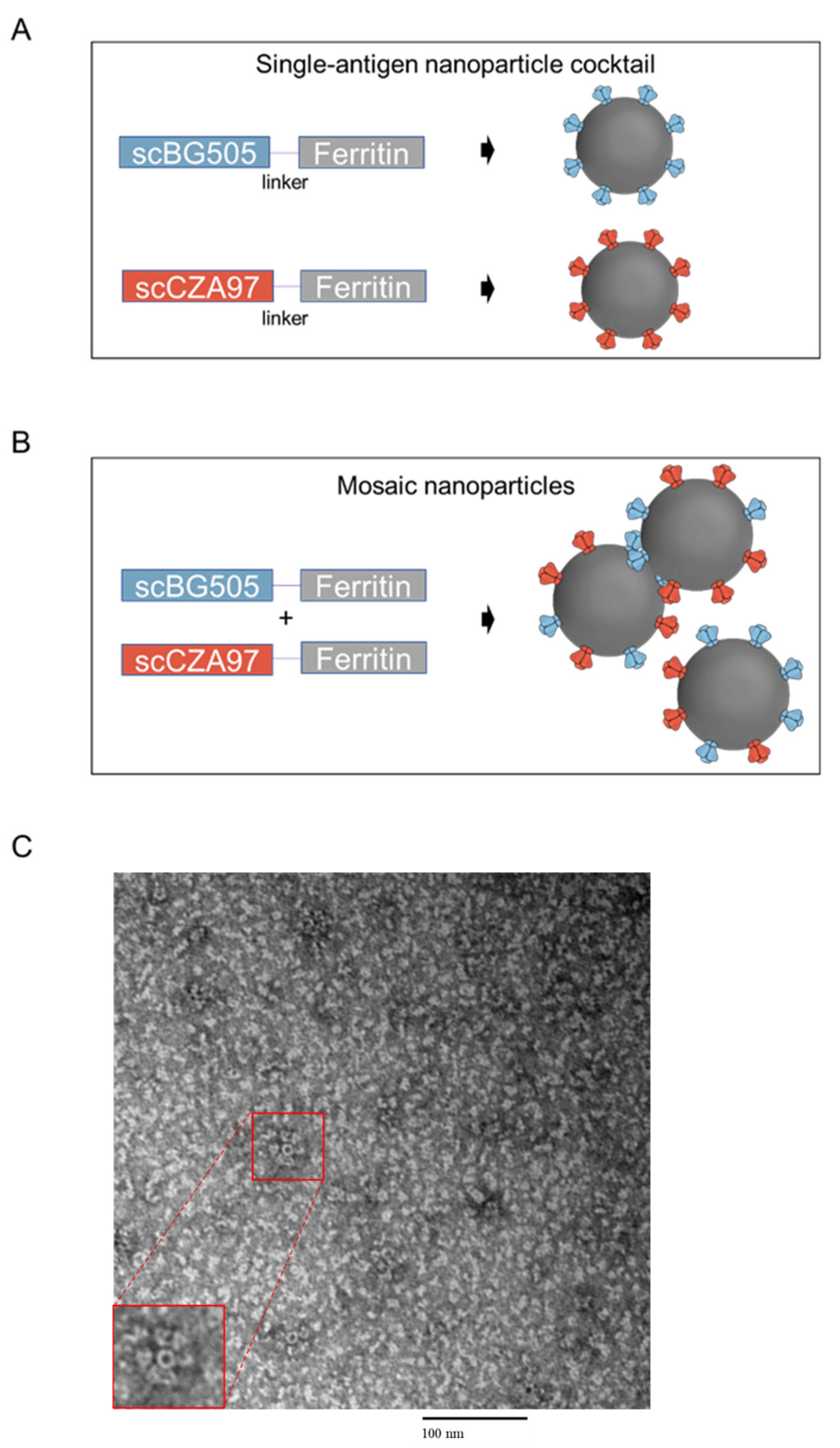Viruses 13 01296 g001 550