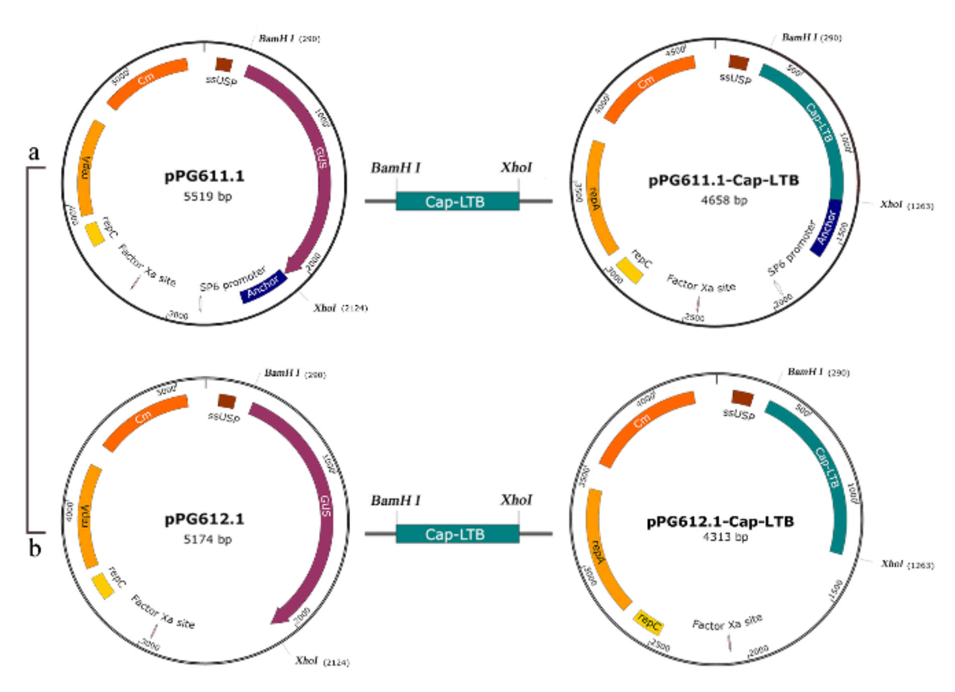 Viruses 13 01302 g001 Viruses 13 01302 g001
