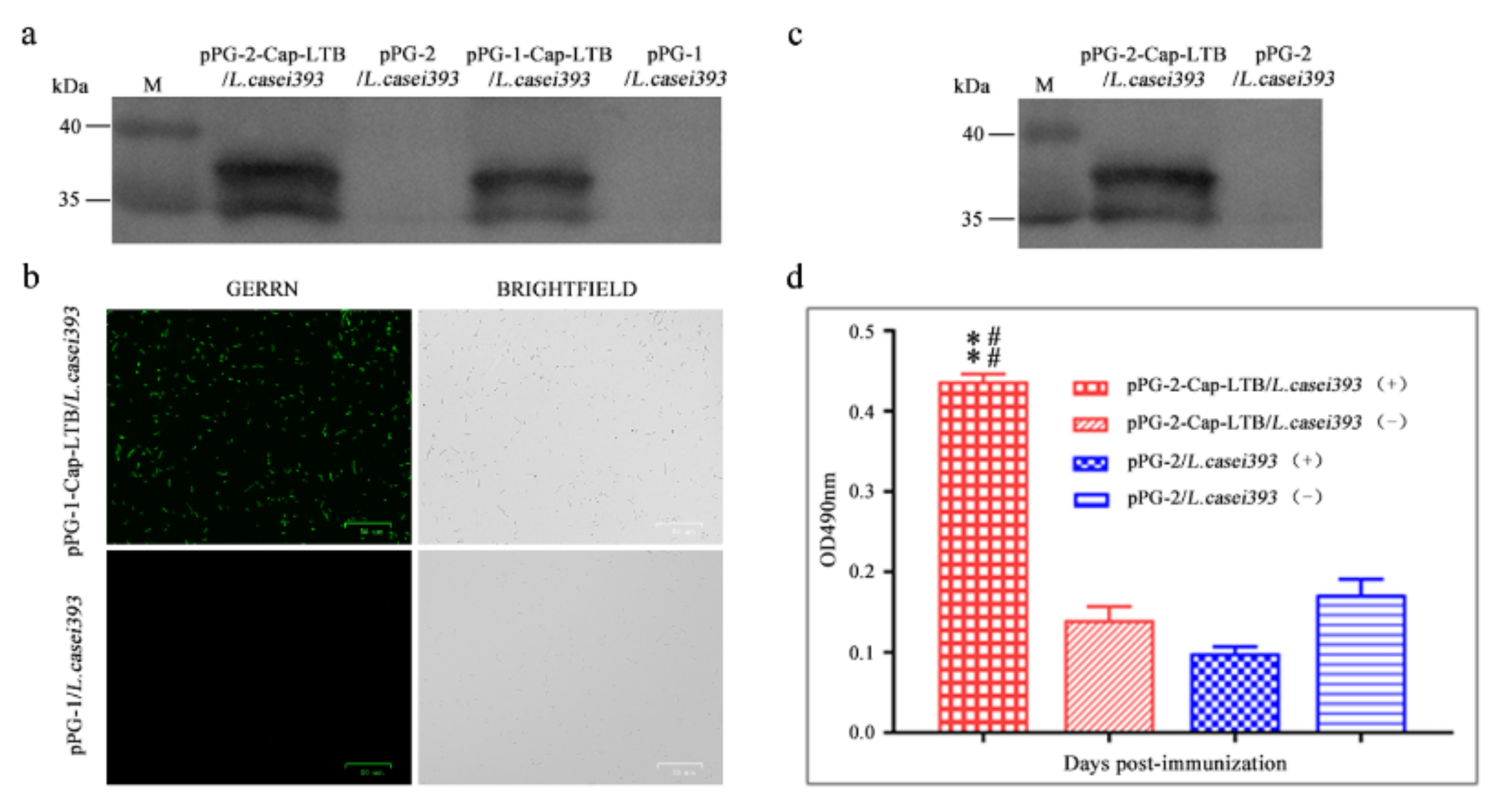 Viruses 13 01302 g002 Viruses 13 01302 g002