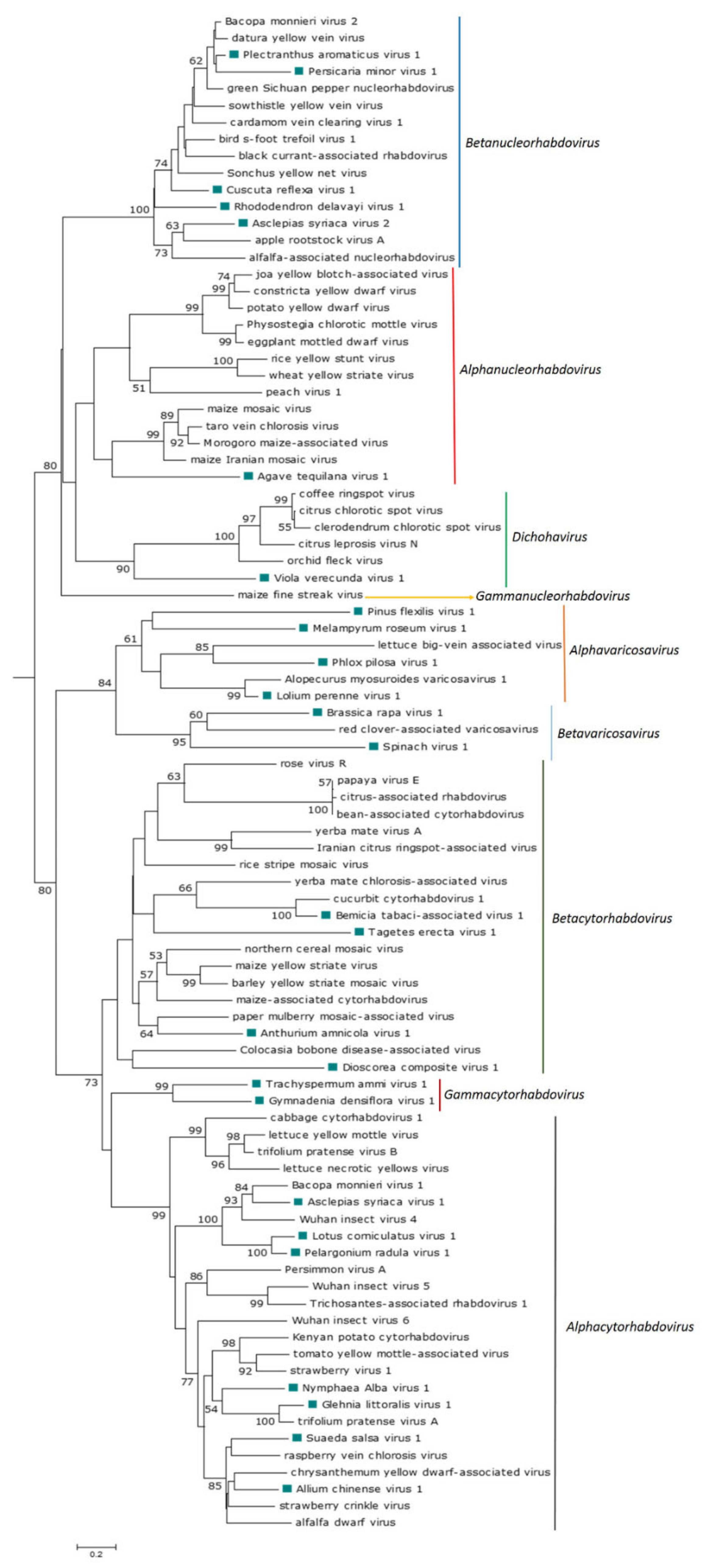 Viruses 13 01304 g002