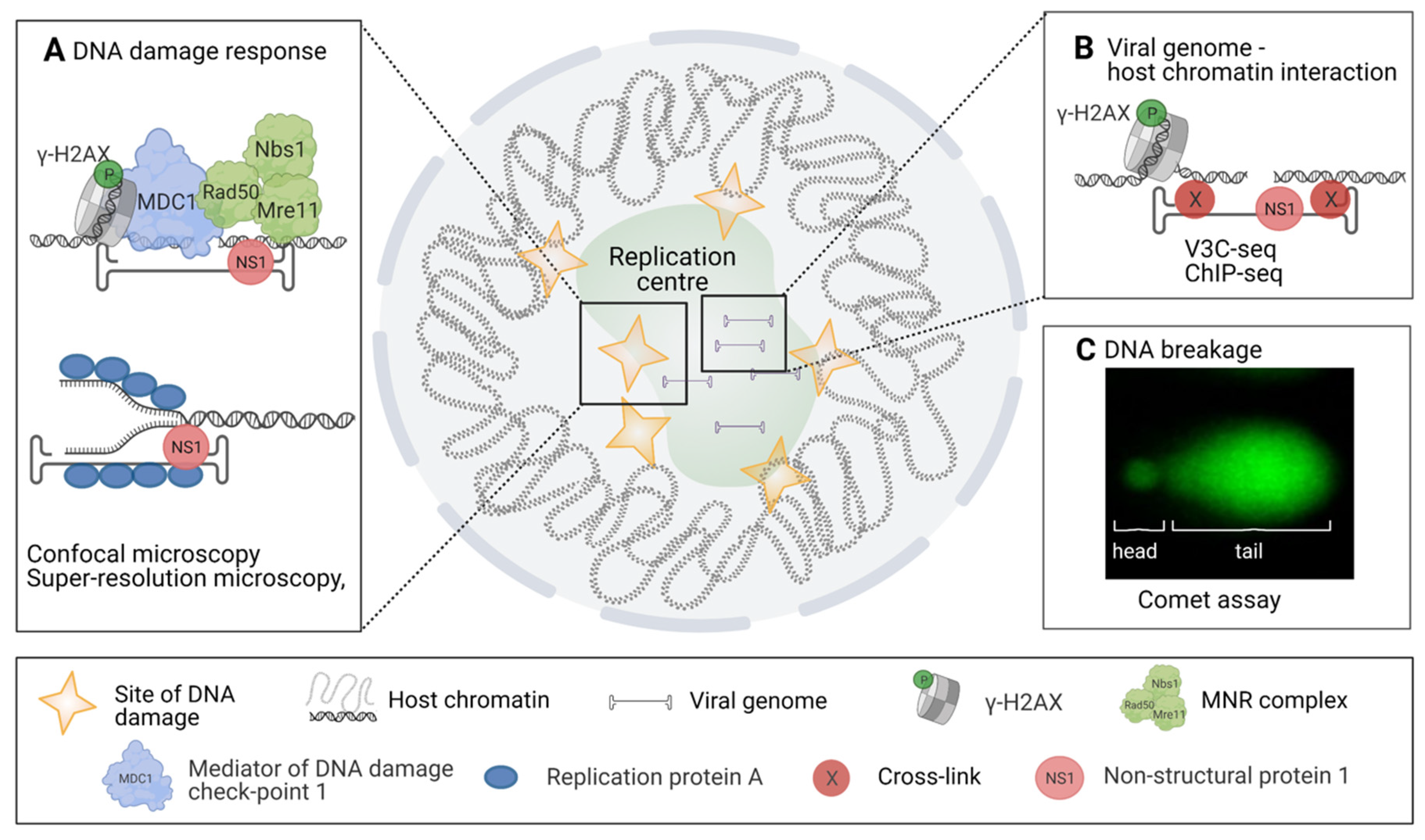 Viruses 13 01306 g003