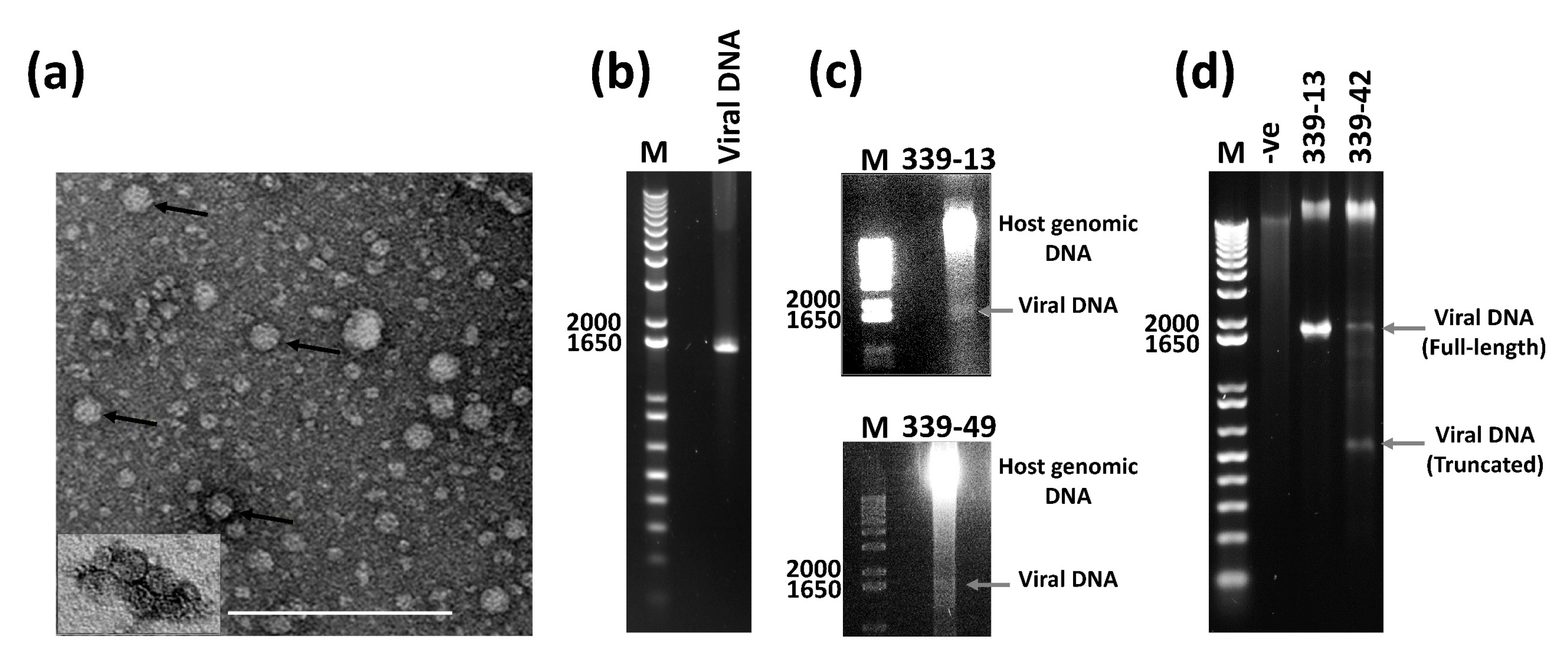 Viruses 13 01315 g003 Viruses 13 01315 g003