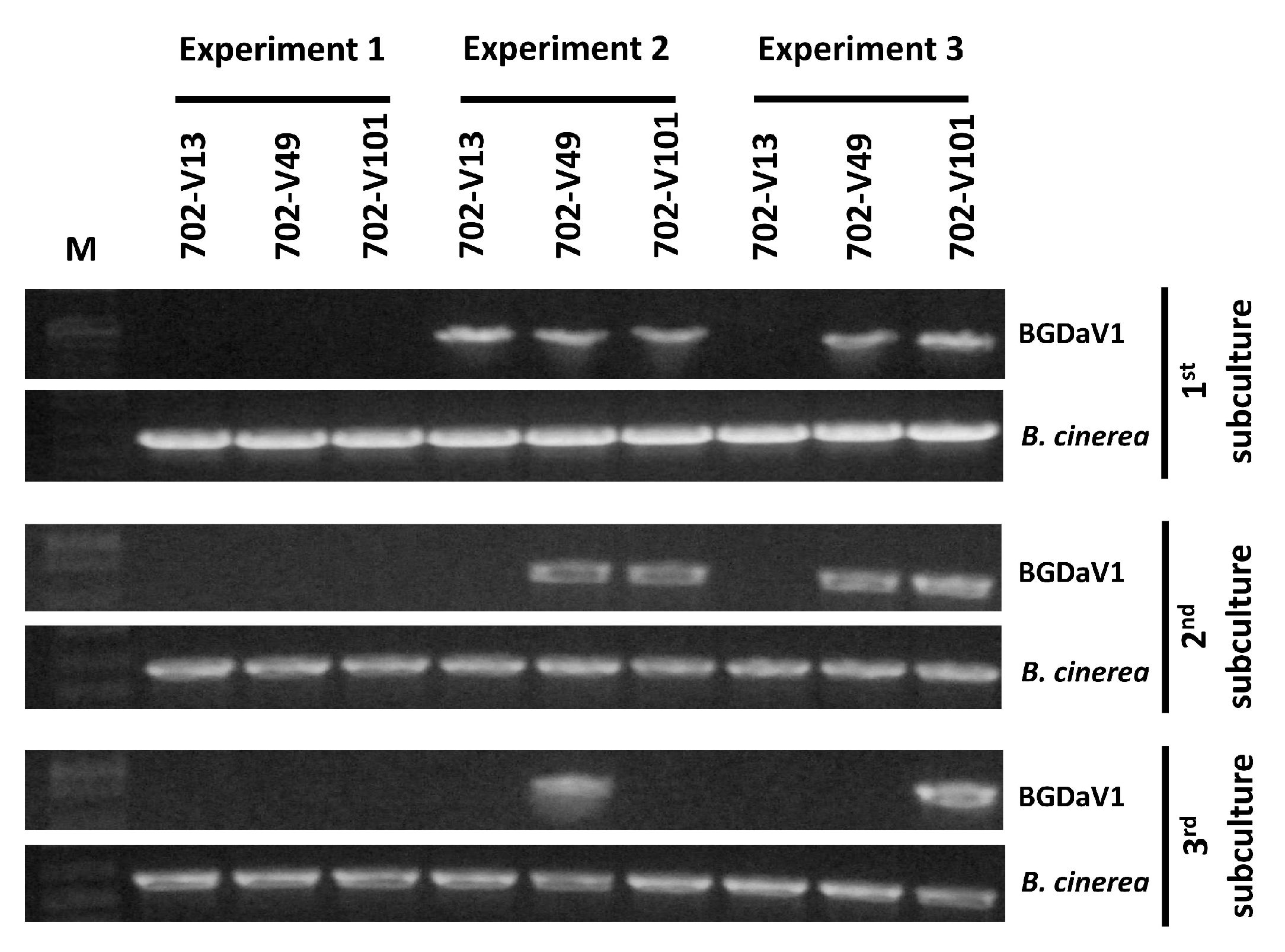 Viruses 13 01315 g004 Viruses 13 01315 g004