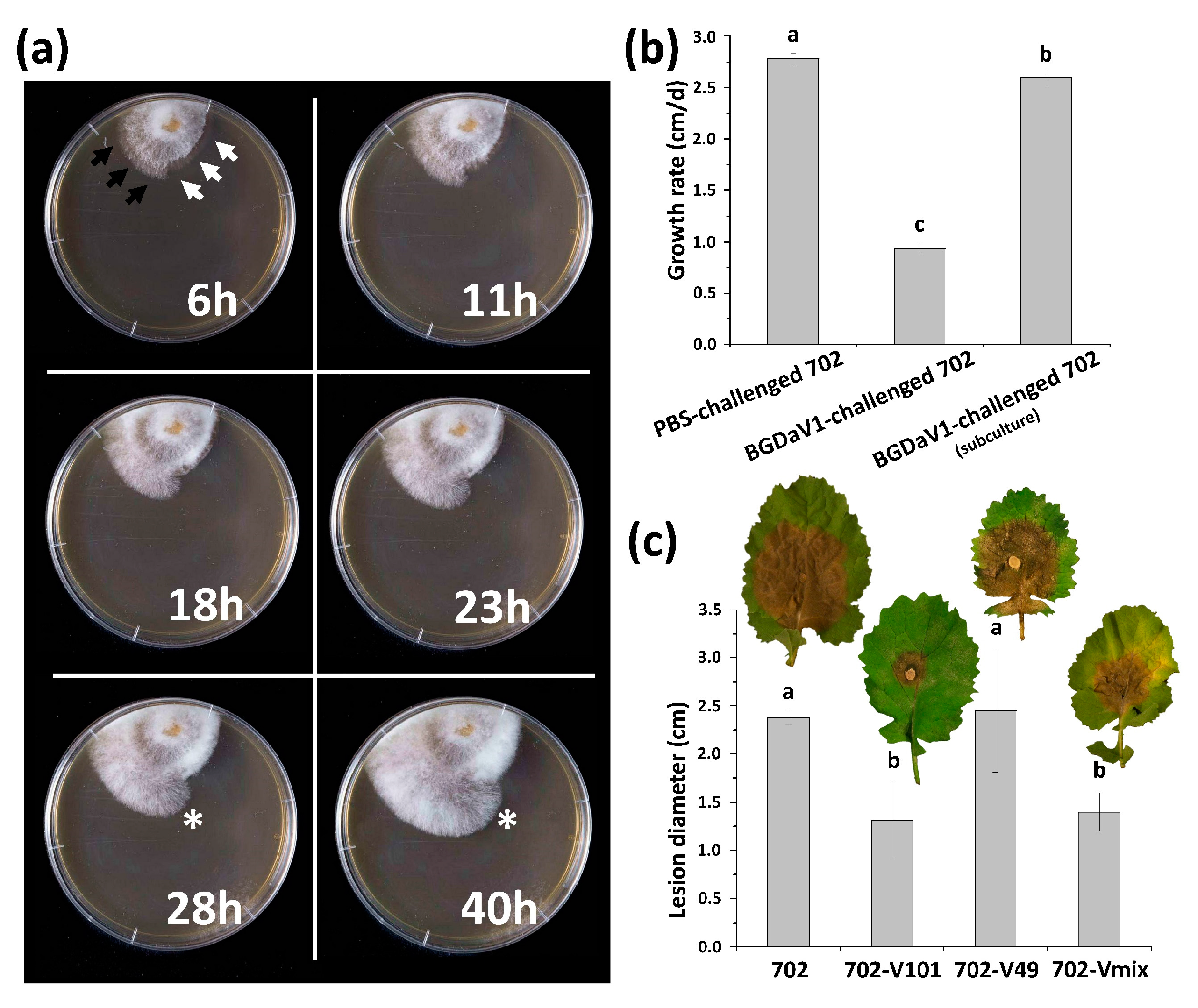 Viruses 13 01315 g005 Viruses 13 01315 g005