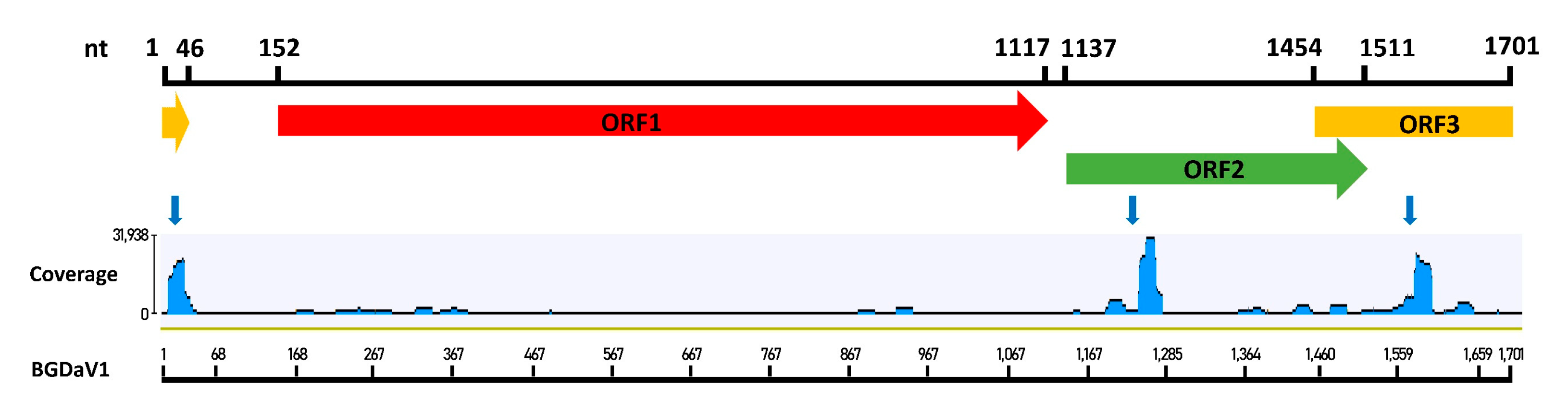 Viruses 13 01315 g007 Viruses 13 01315 g007