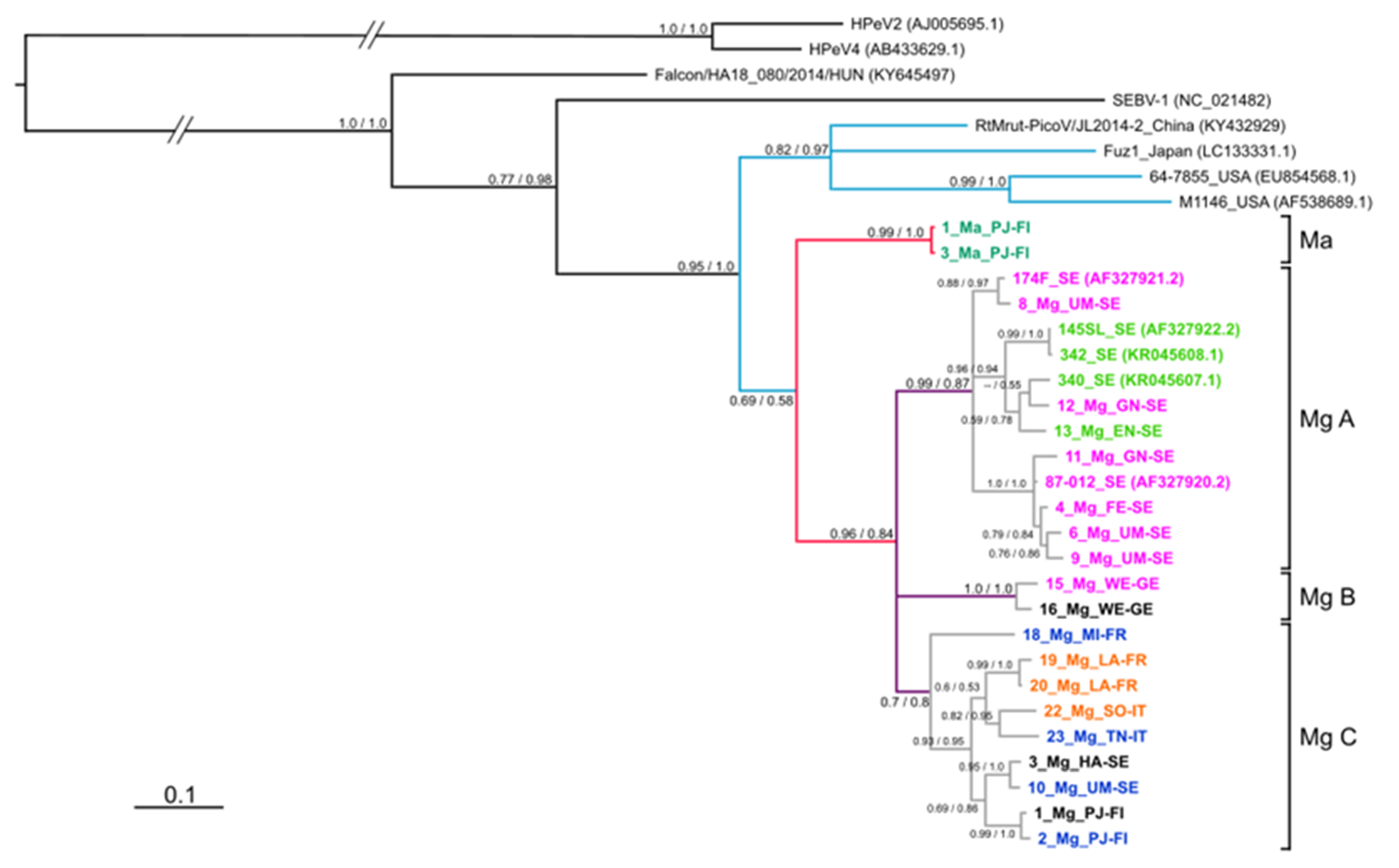 Viruses 13 01317 g005 Viruses 13 01317 g005