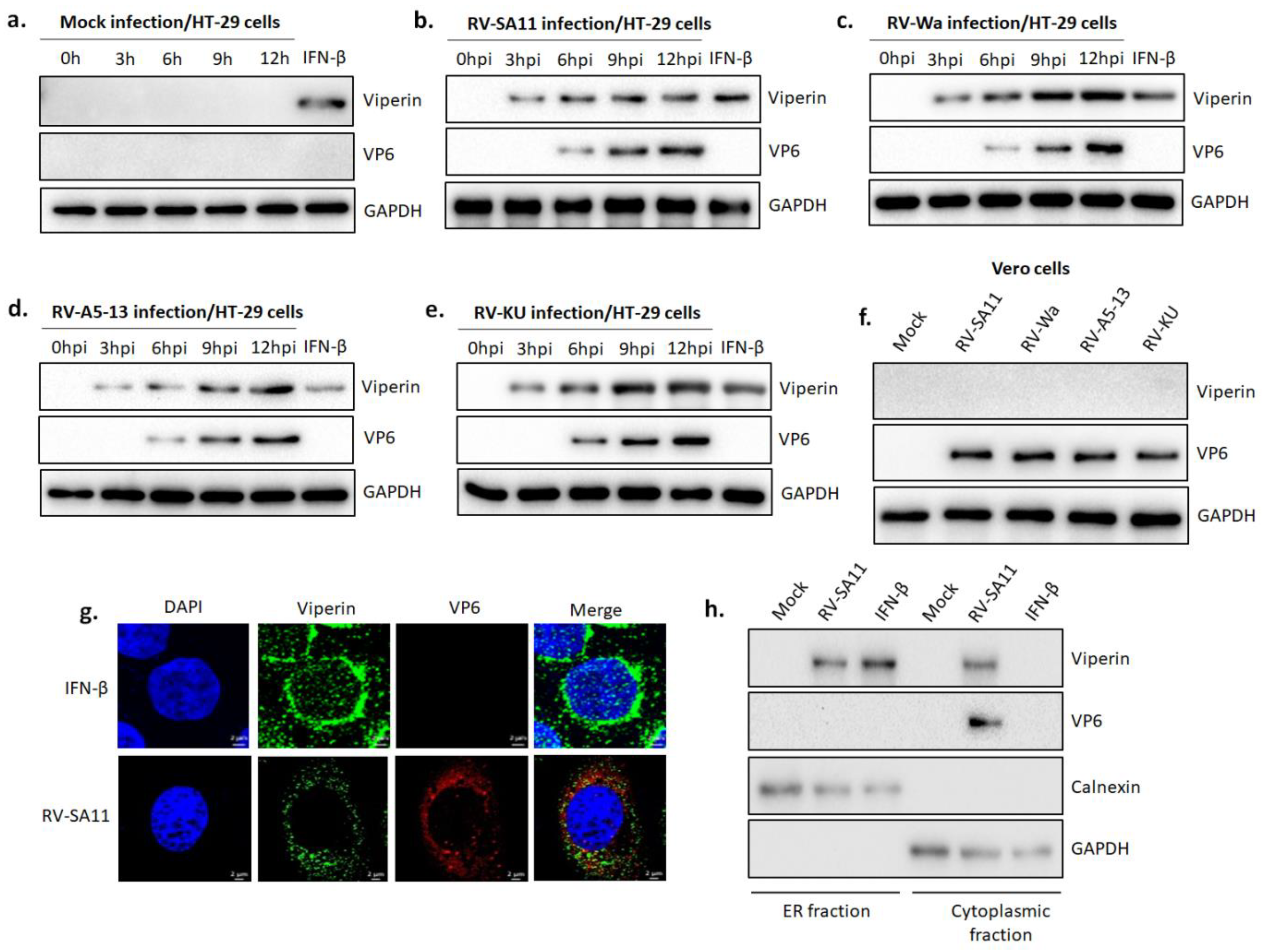 Viruses 13 01324 g001 Viruses 13 01324 g001